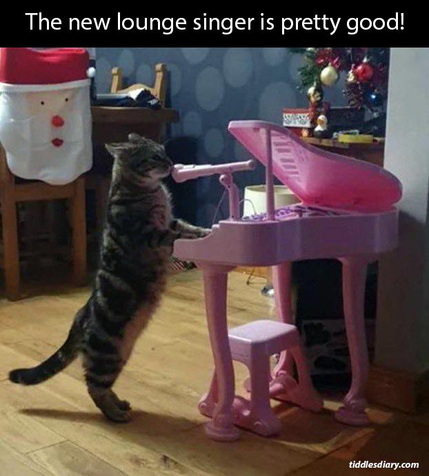 Sing us a song, you're the piano cat r/Catswithjobs