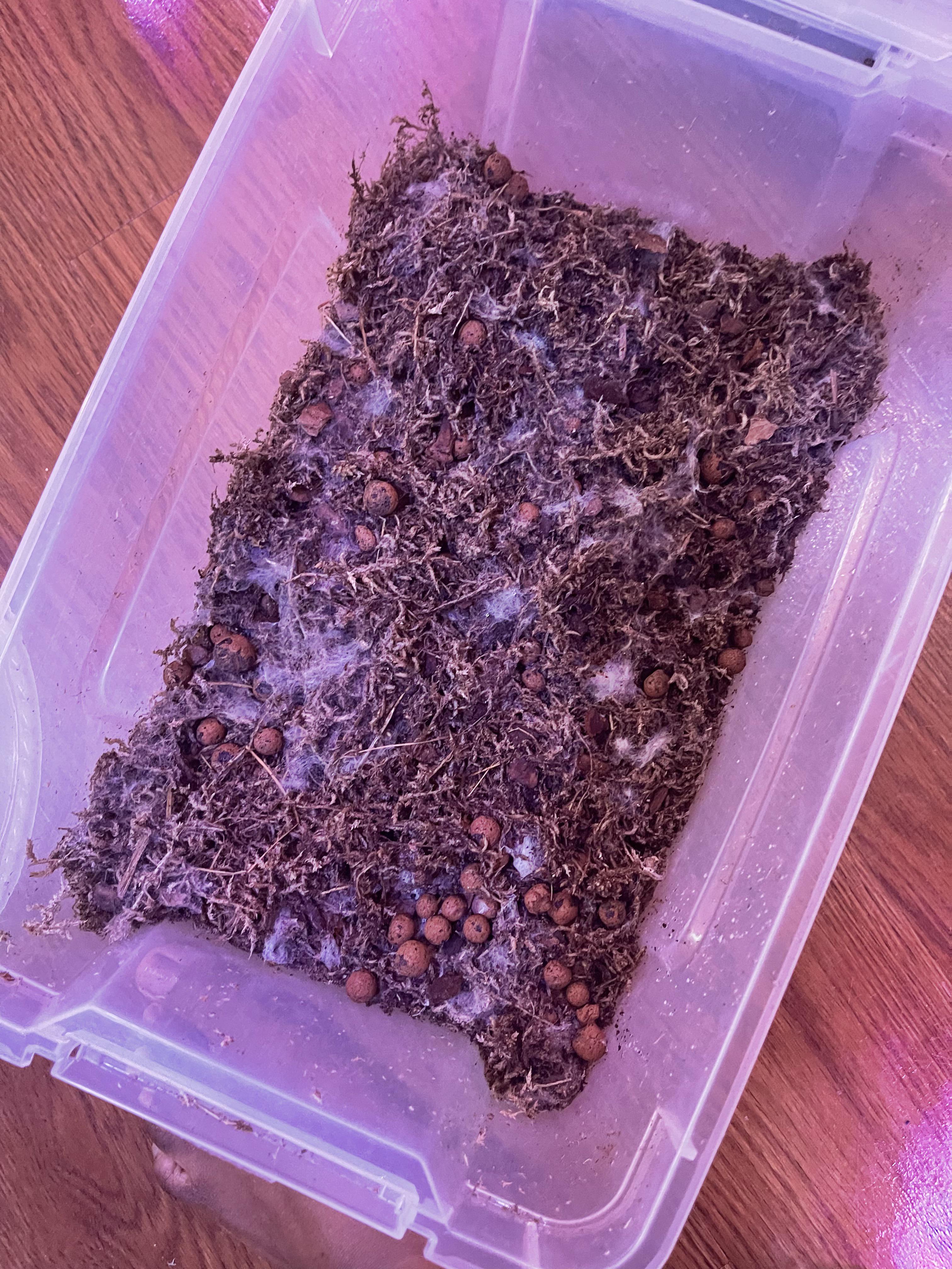 This is extra soil mix, can I reuse it? r/plantclinic