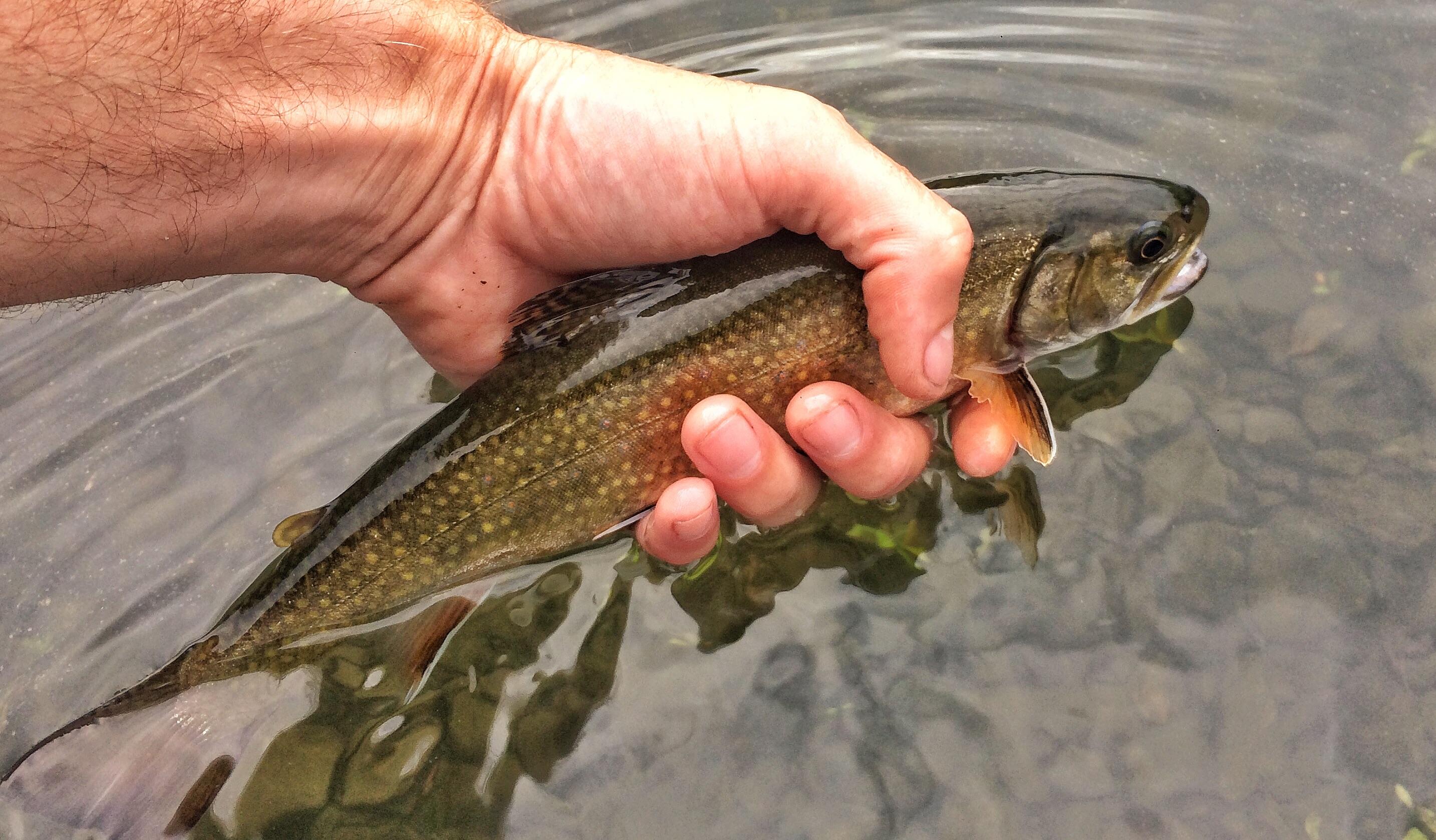 TN Brook Trout r/flyfishing