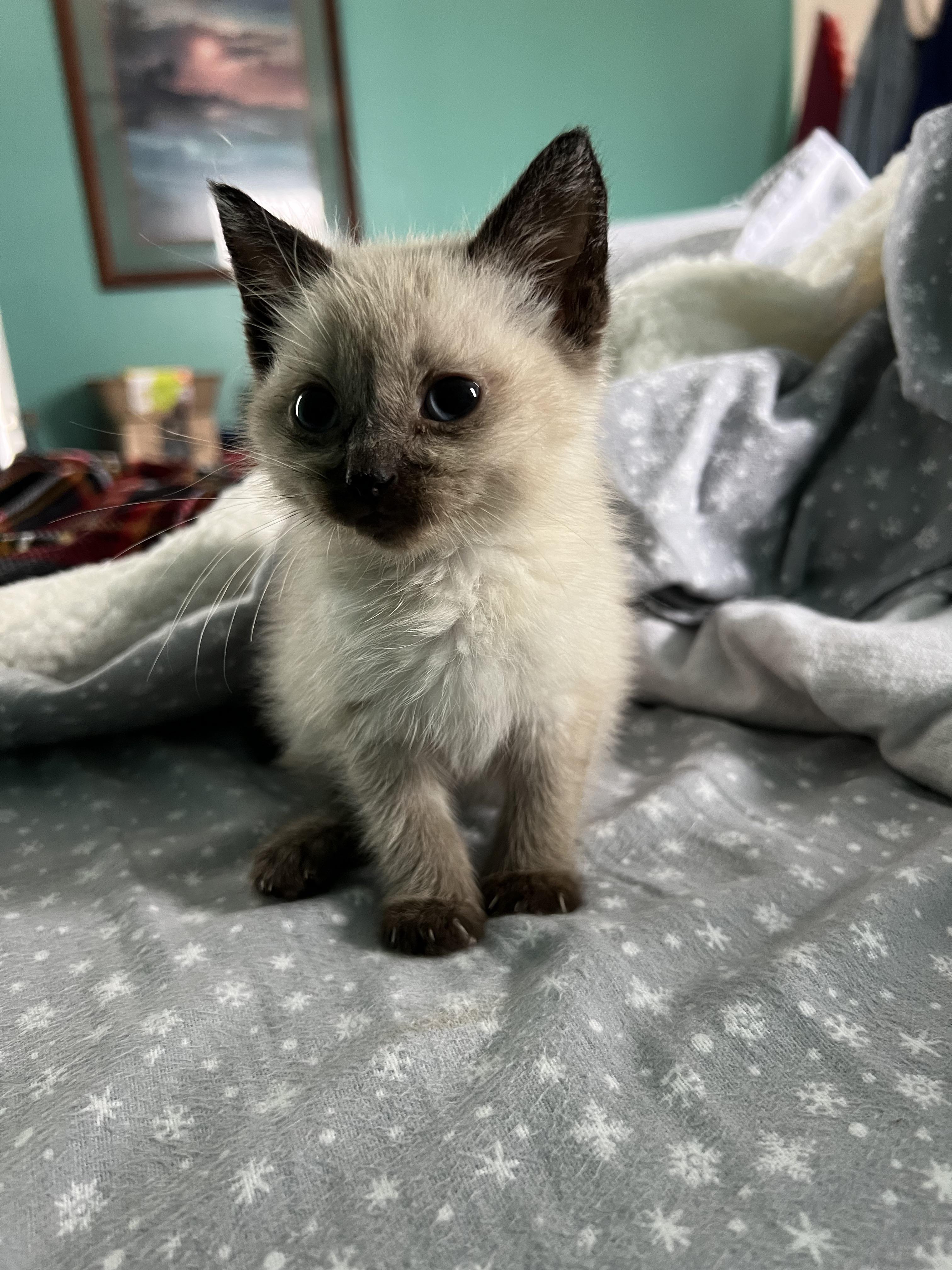 Cute Fluffy Siamese Cats Siamese Cat Breed Information Vetstreet