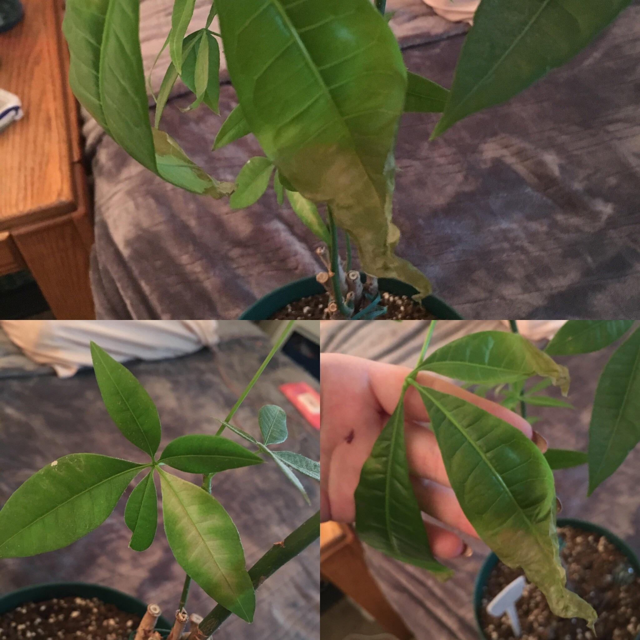 My money tree is suddenly struggling. He’s losing new growth and his established leaves are