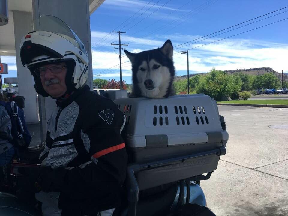 Dog rides in the back of the motorcycle in a crate r/mildlyinteresting