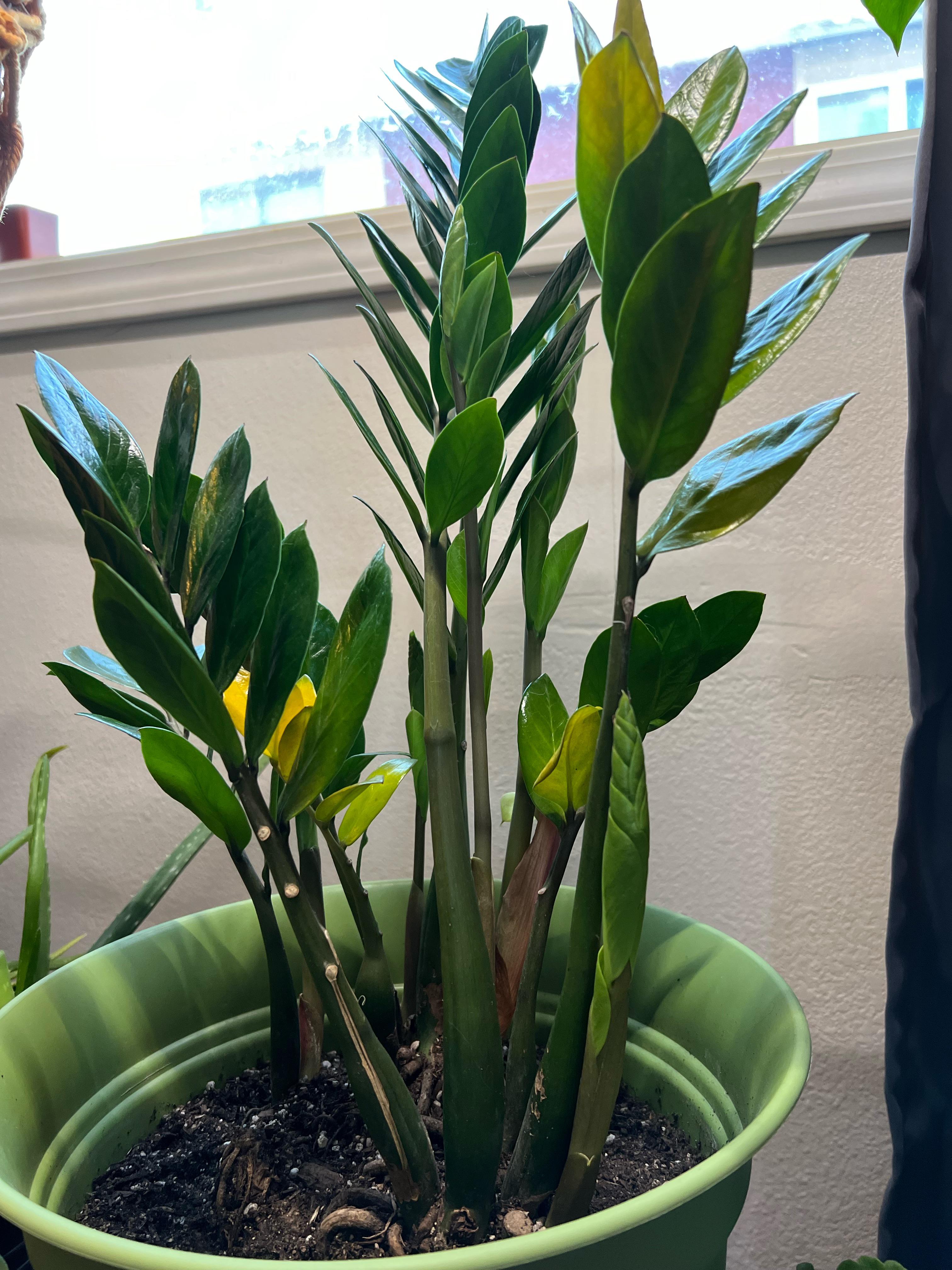 Help! Zz plant yellowing after new growth. r/plantclinic
