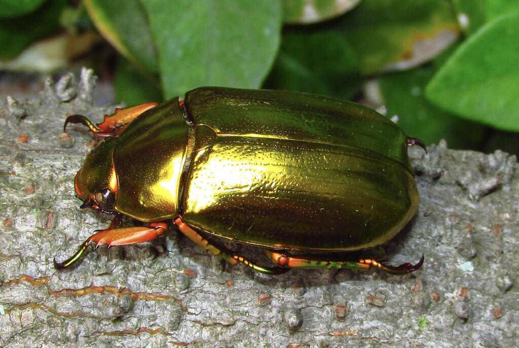 🔥 Stunning Golden Beetle 🔥 r/NatureIsFuckingLit
