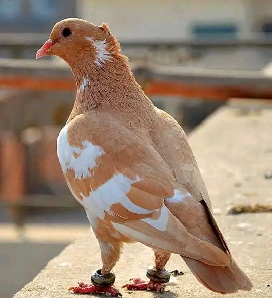 Red pigeon r/pigeon