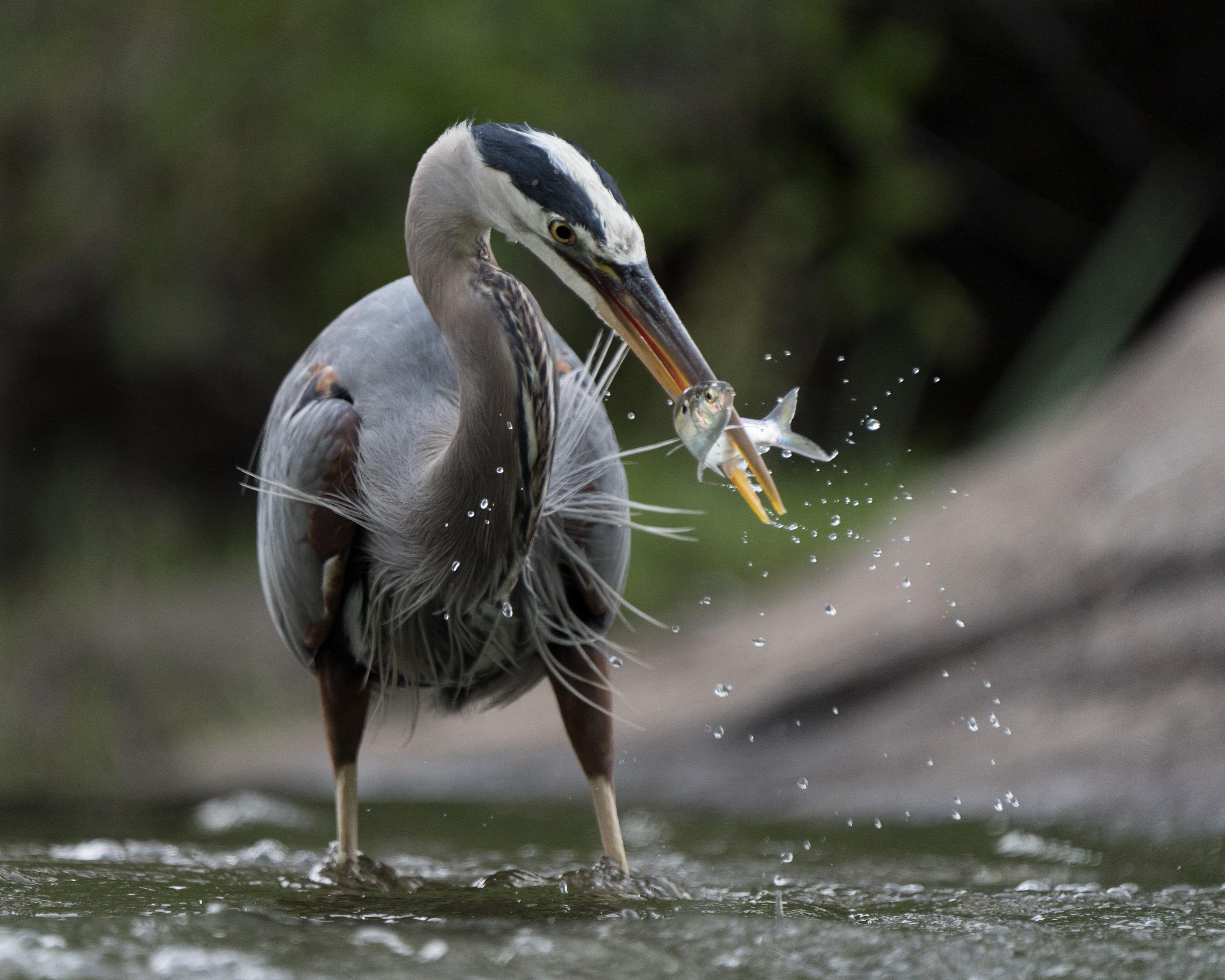 There are dozens of great blue herons feeding on spawning shad just