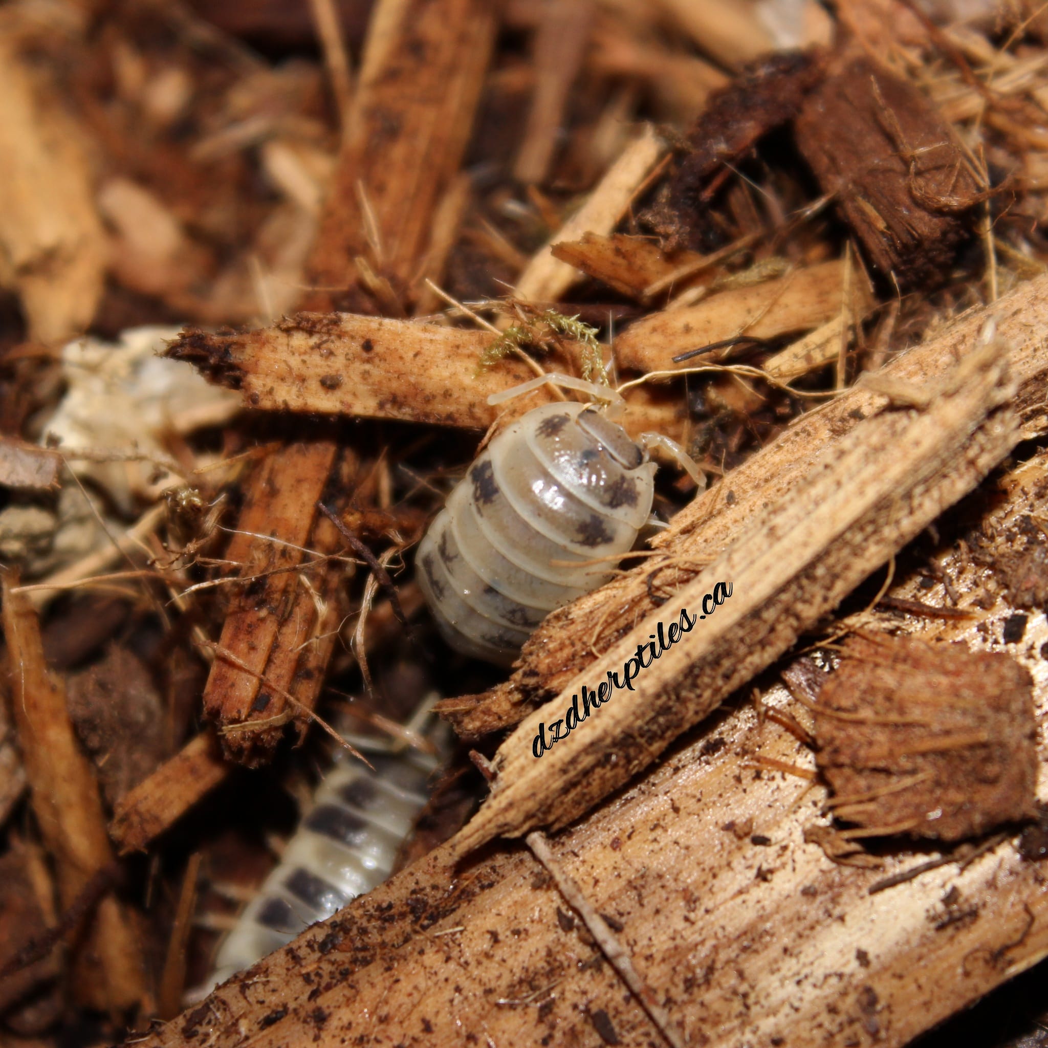 Beautiful Dairy Cow Isopods 😍 r/isopods