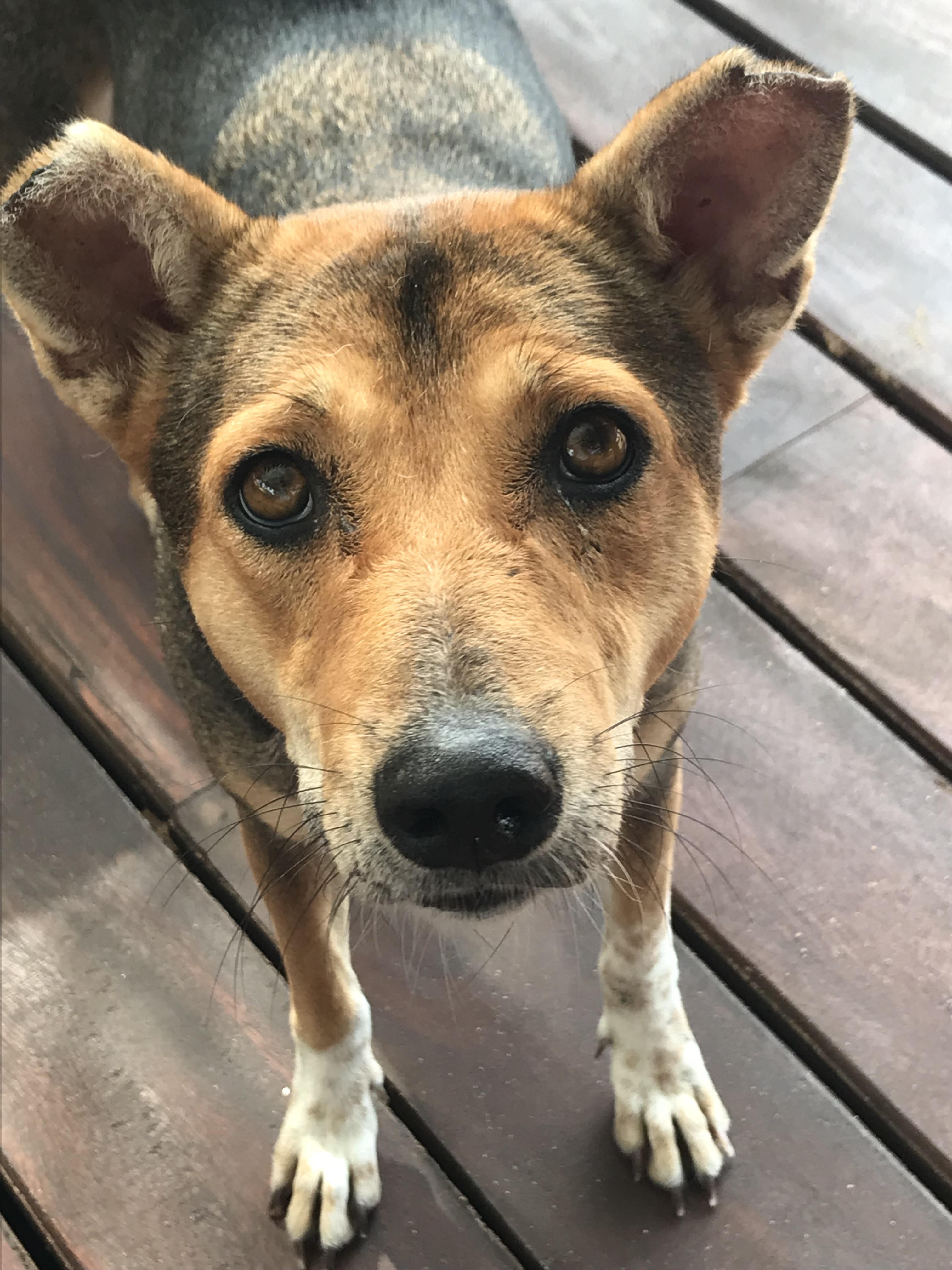 Sri Lanka has the most beautiful street dogs r/srilanka