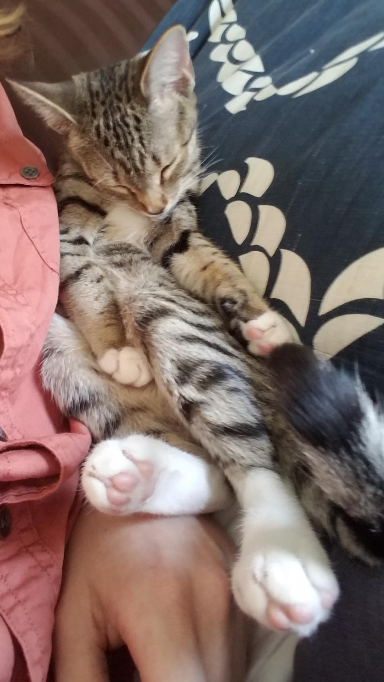 The way my cat sits next to me sometimes... r/cats