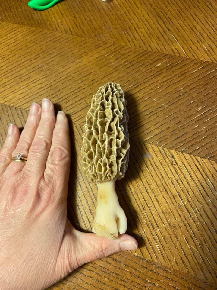 Morel mushroom in Tennessee found under oak tree. r/foraging