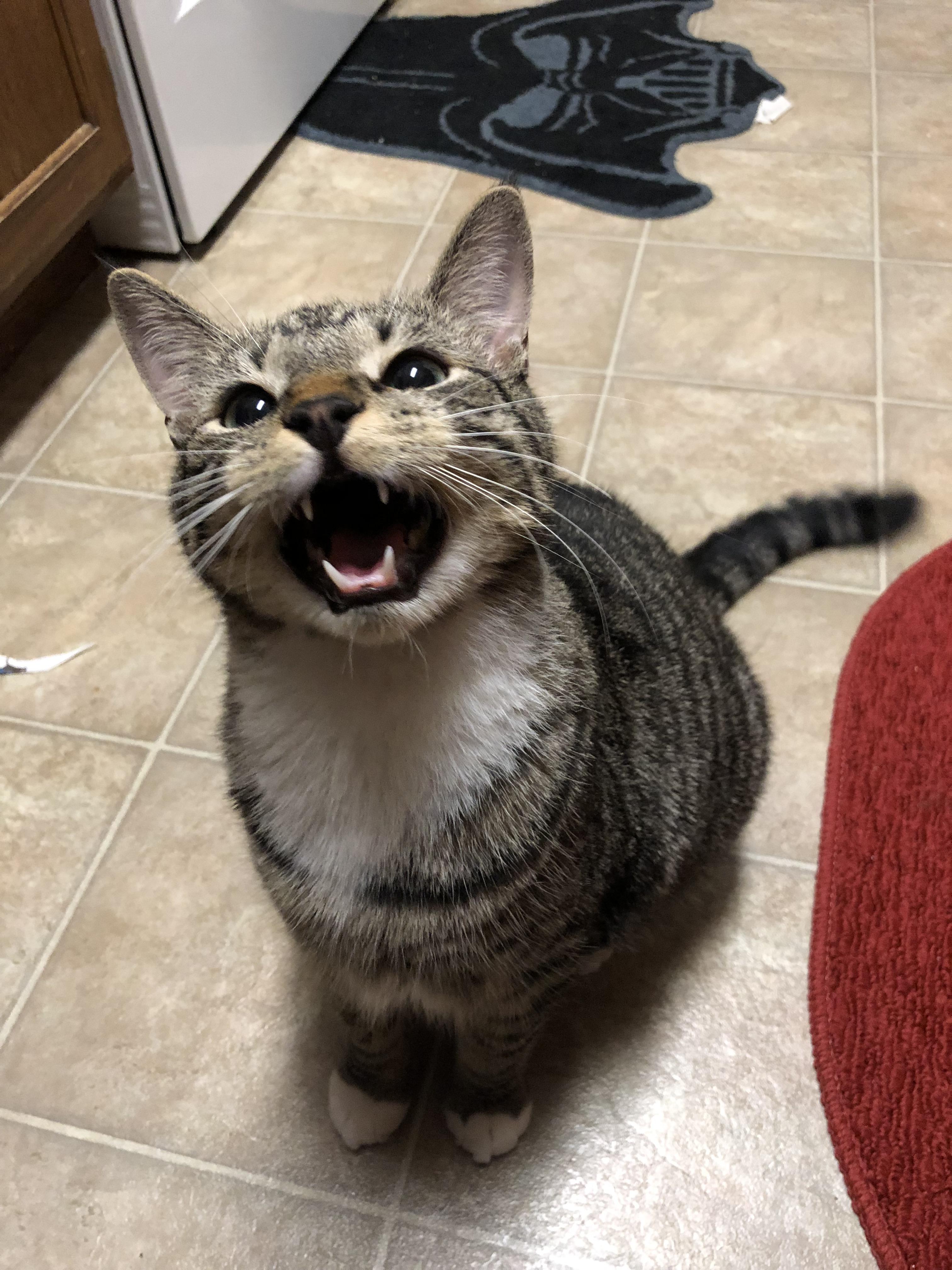 Give me all the treats!! r/cats