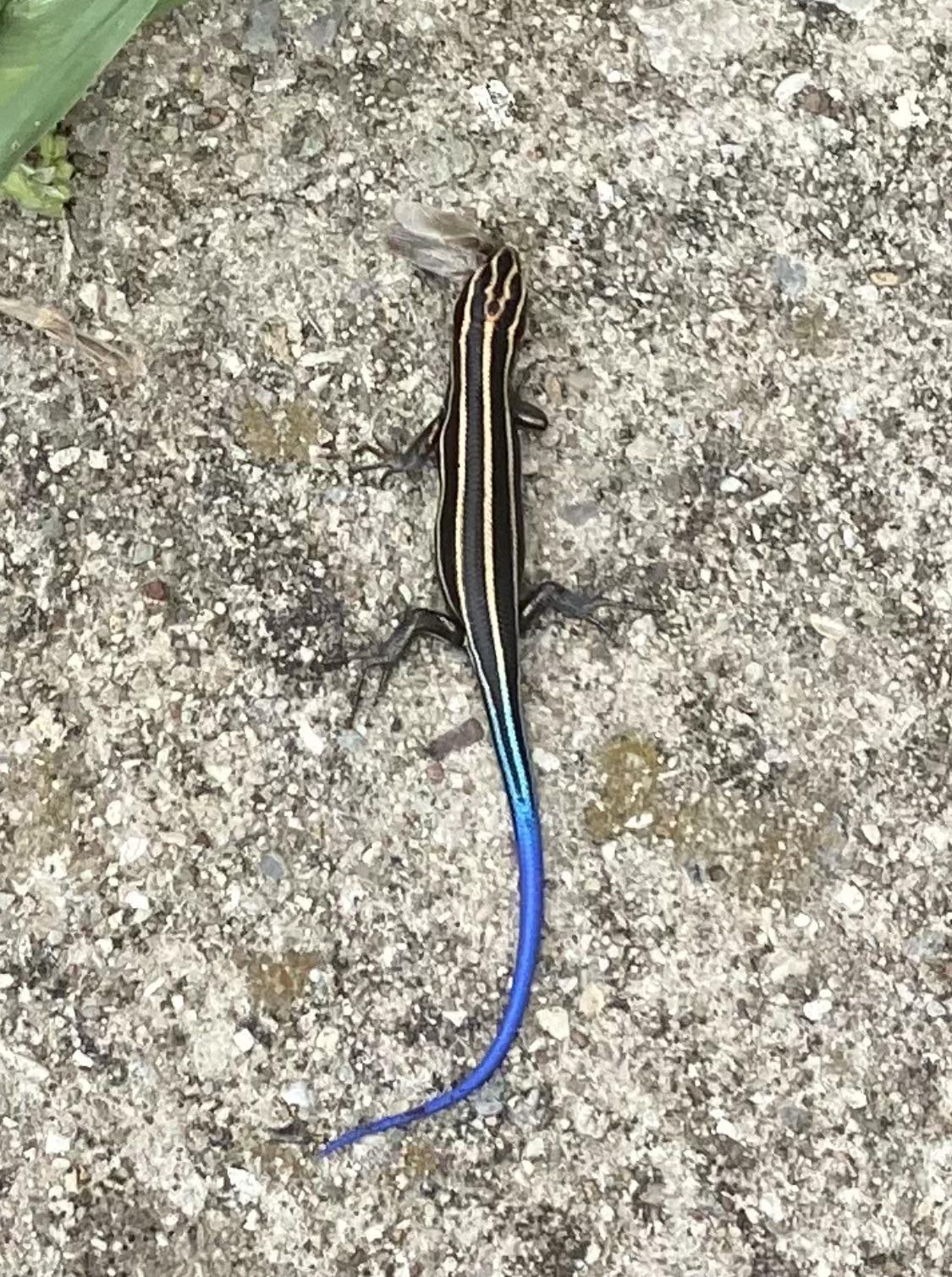 The Beautiful Tail On This Lizard I Saw. : R/Mildlyinteresting