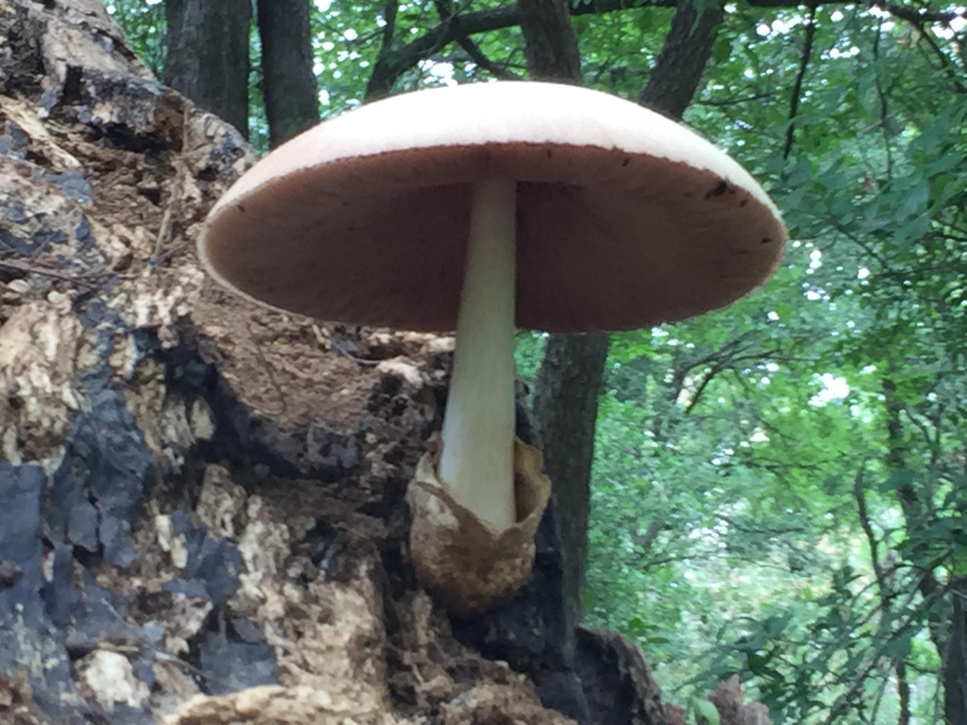 The Largest freestanding mushroom I’ve personally ever seen. r/mycology