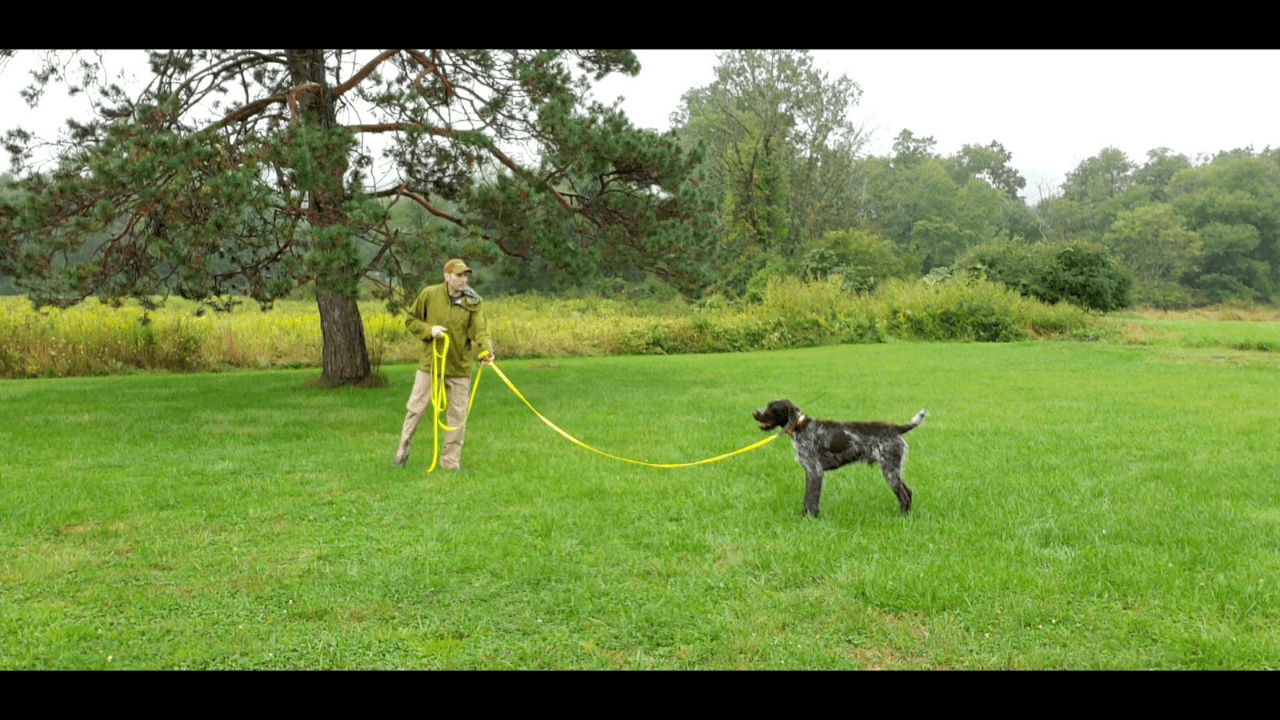 making progress with whoa! r/birddogs