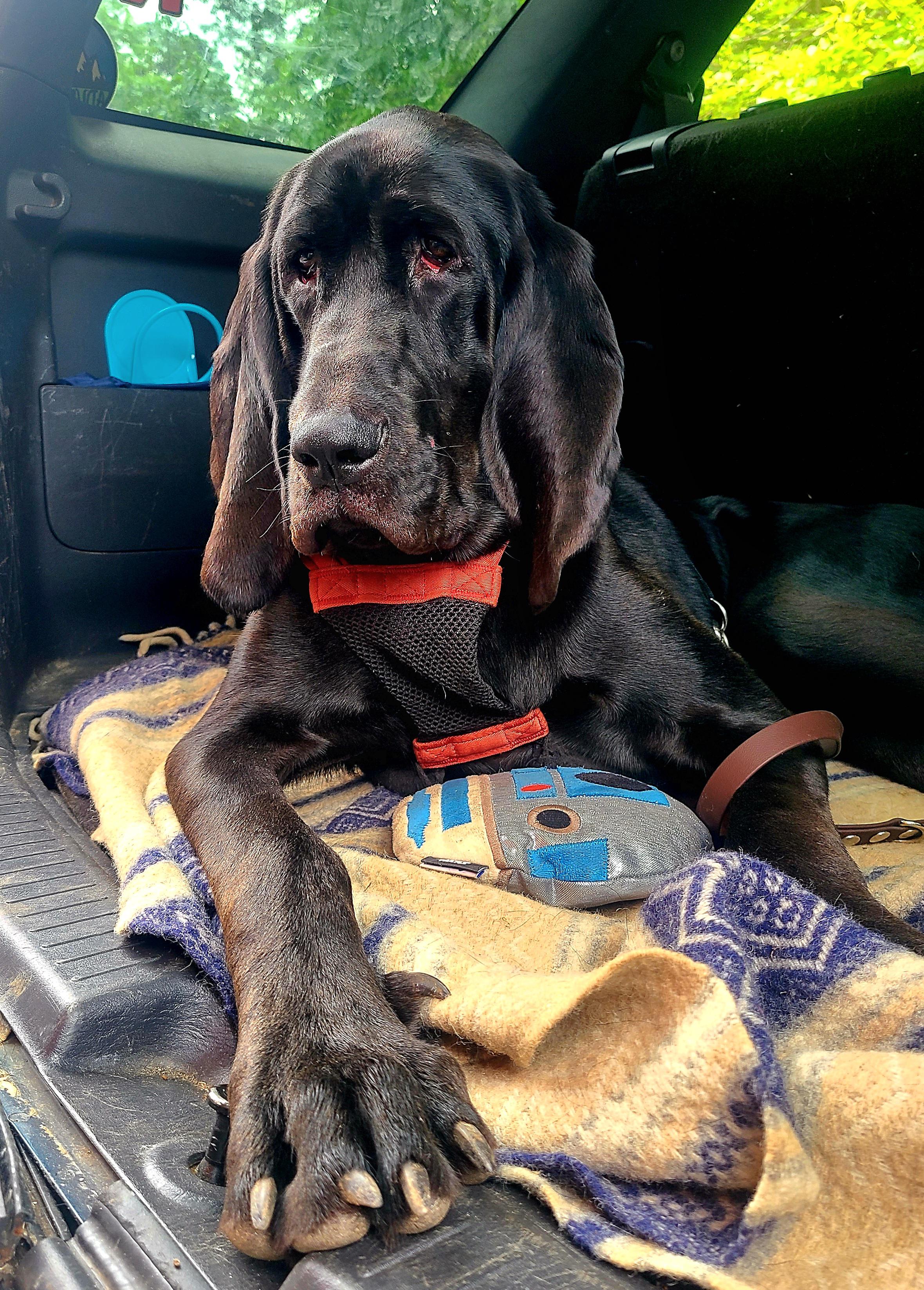 Do you see more Bloodhound or Lab? r/Bloodhound