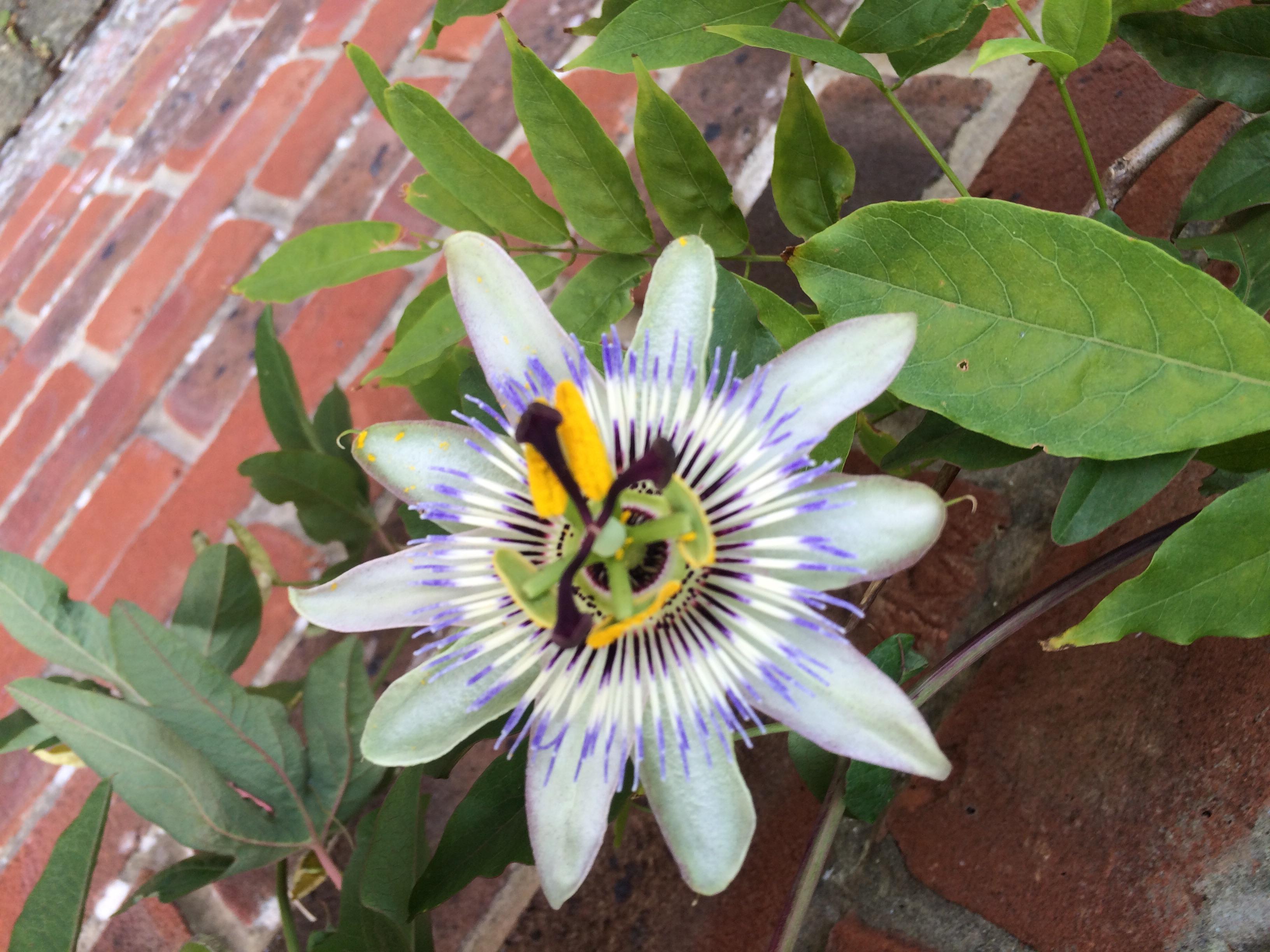 Hey r/flowers! Can anyone tell me what this flower is please? r/flowers