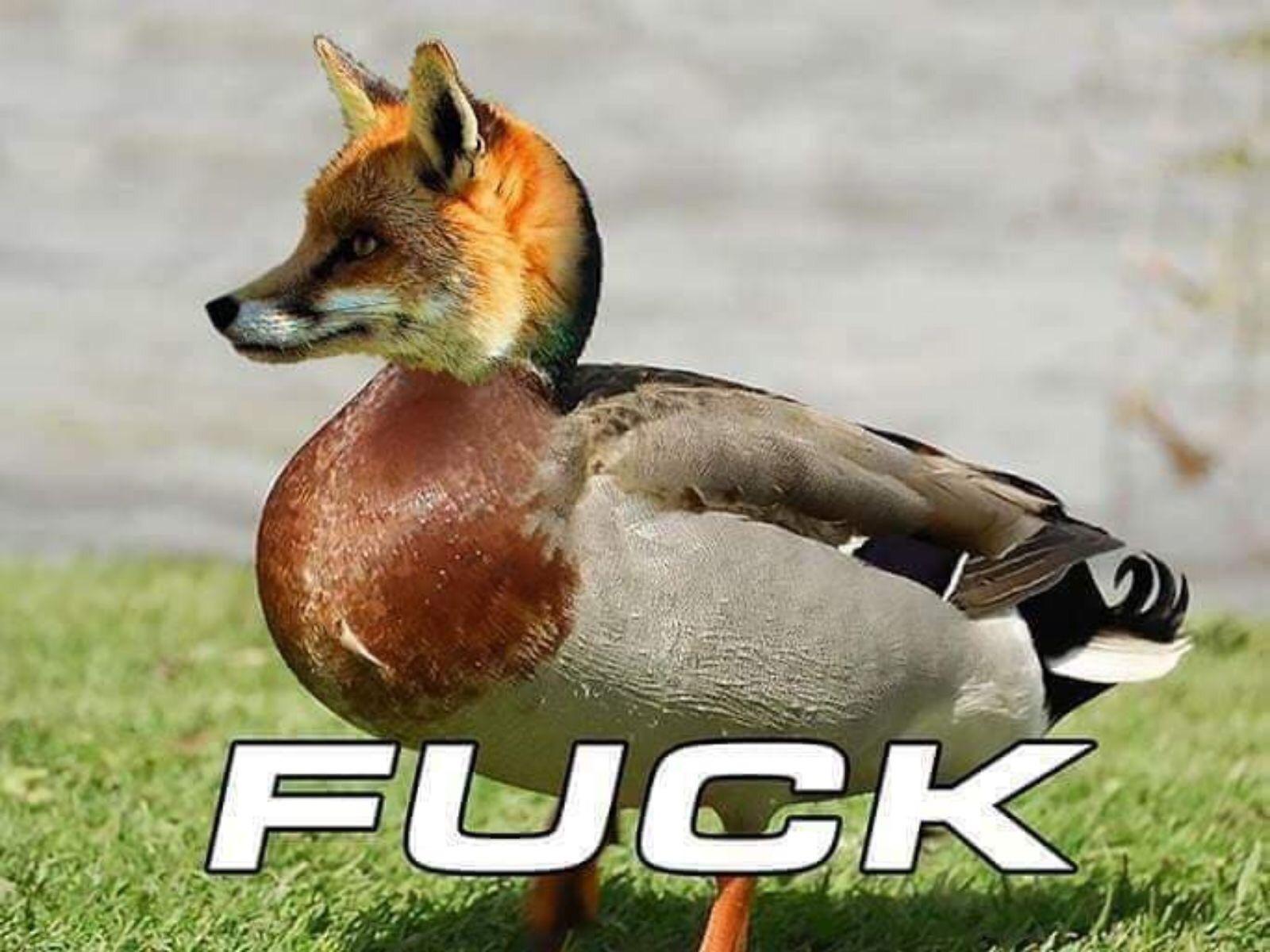 Foxduck r/technicallythetruth