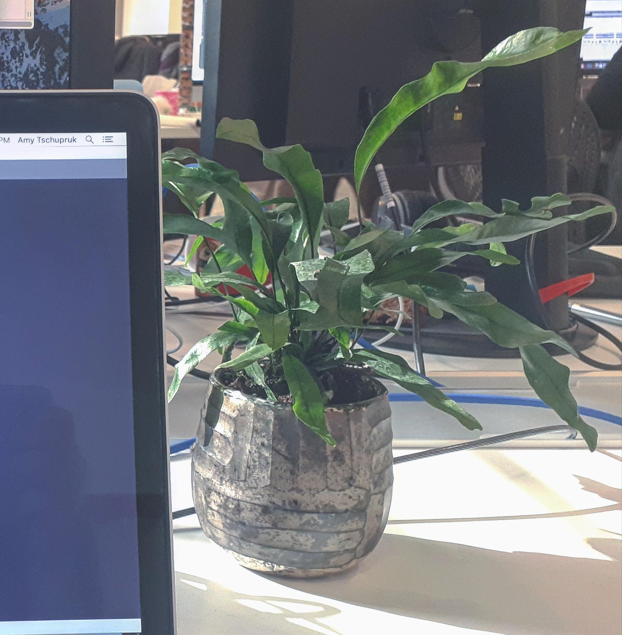 Any one know how to propagate kangaroo paw fern? I got one for work and