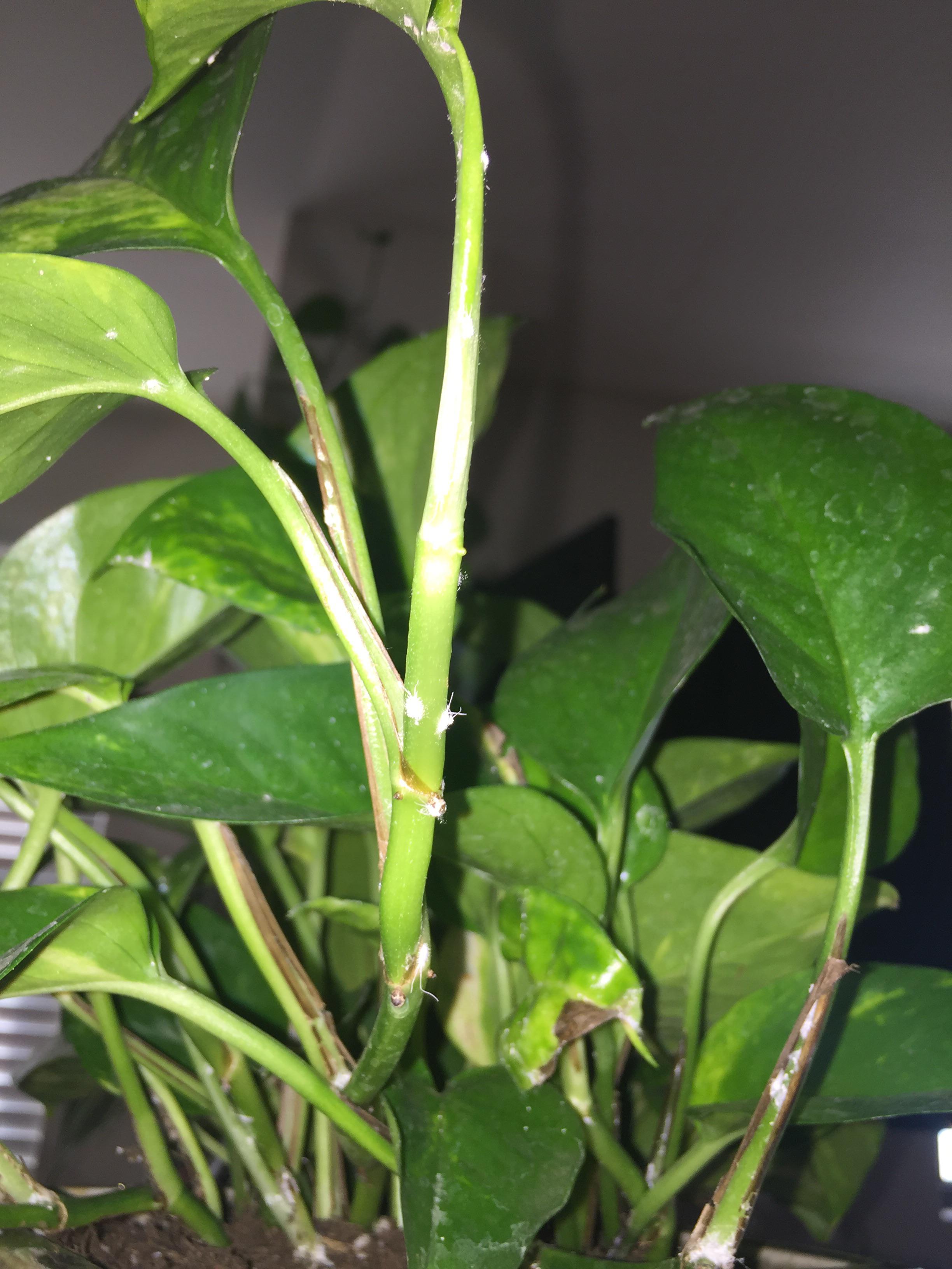 Okay I'm gonna throw up. What are these monsters eating my plant??? Do