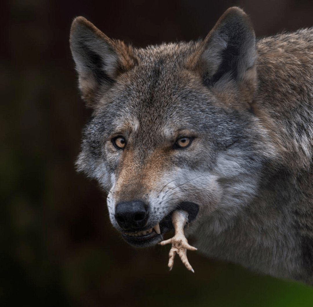 A wolf eating a bird r/natureismetal