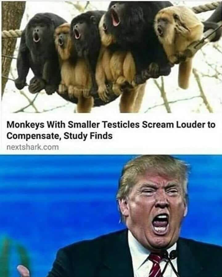 You know what they say about small hands... r/PoliticalHumor