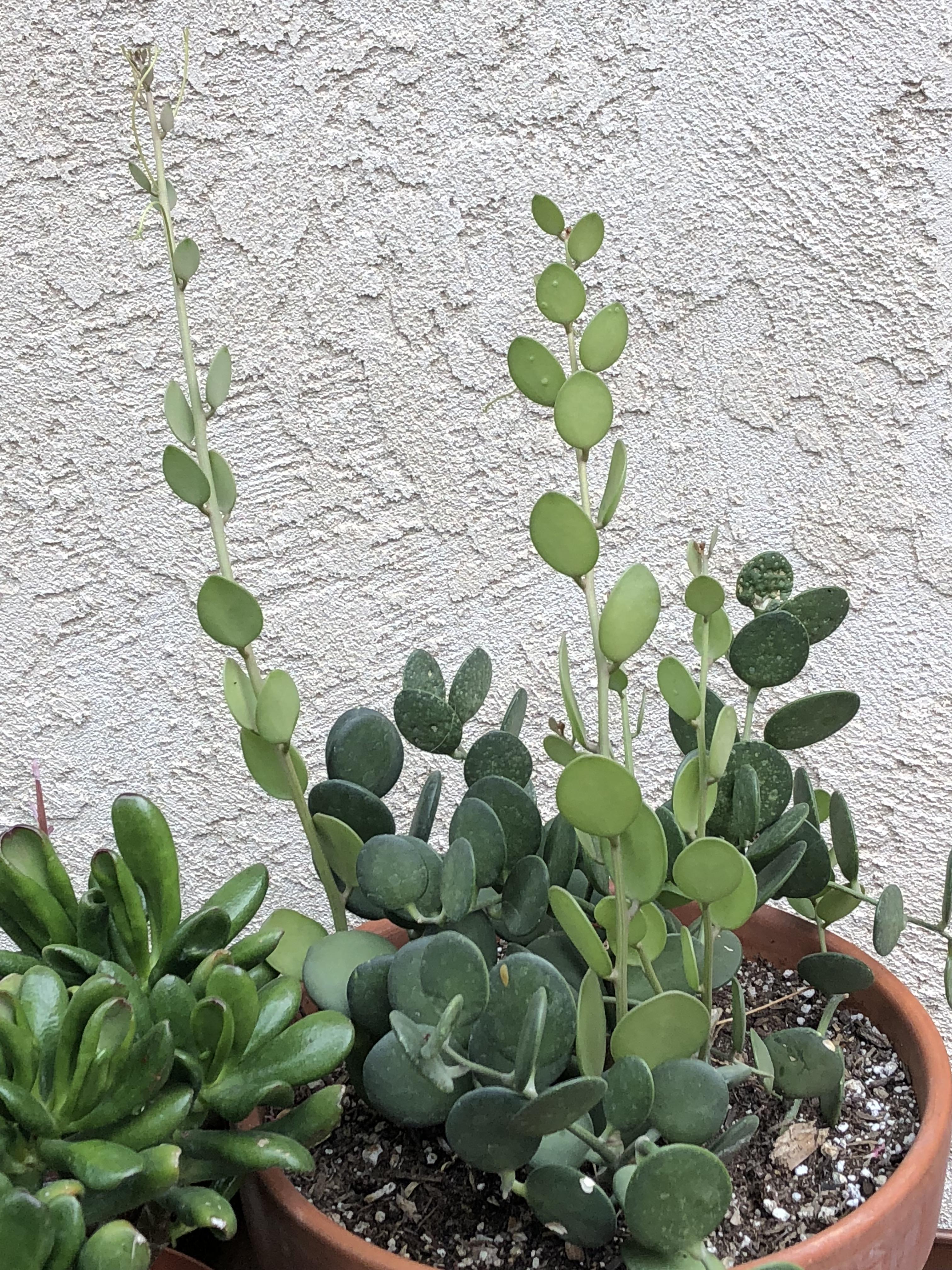 String of Nickels reaching for the sky succulents