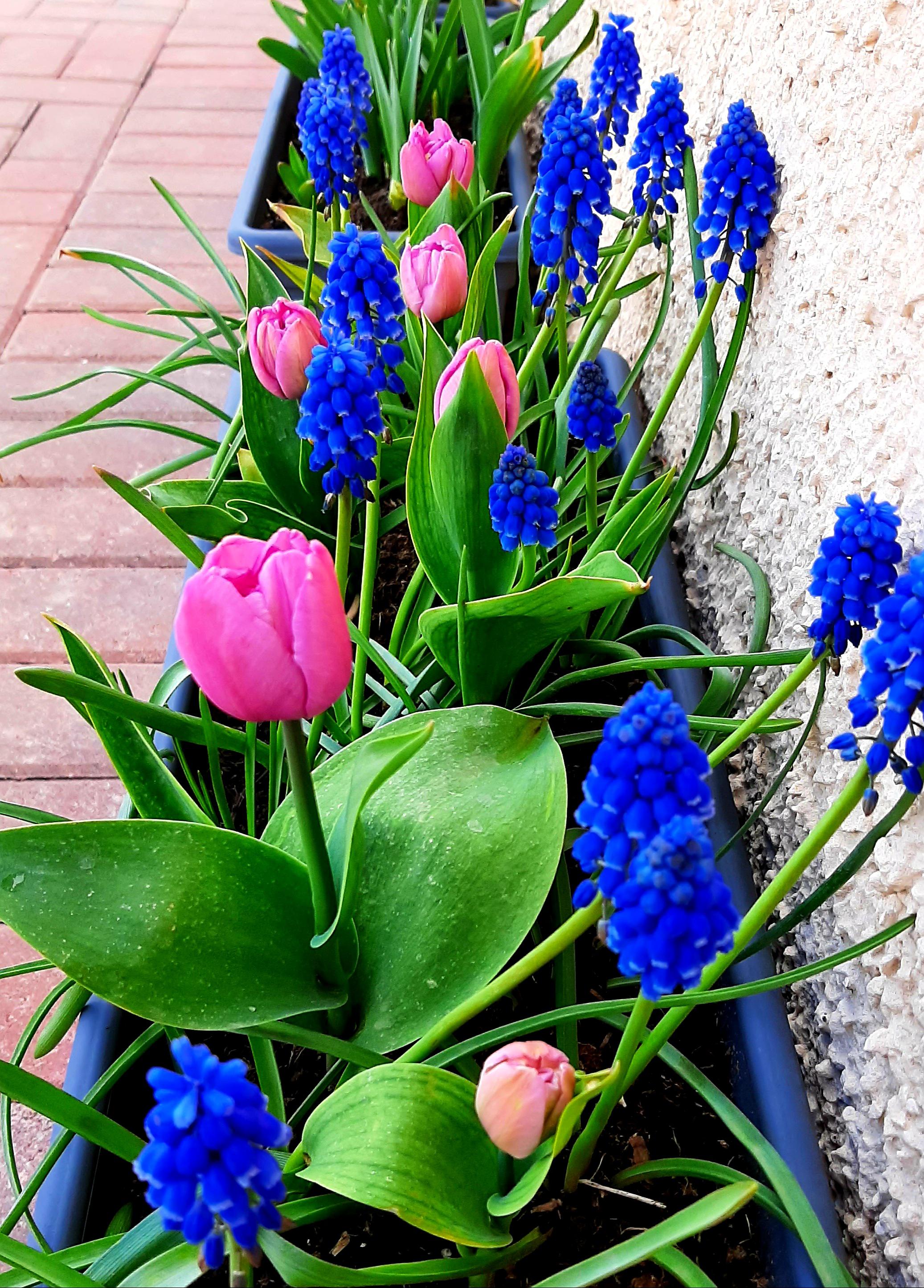 my muscari and dwarf tulip planter is just 😍💕 r/gardening