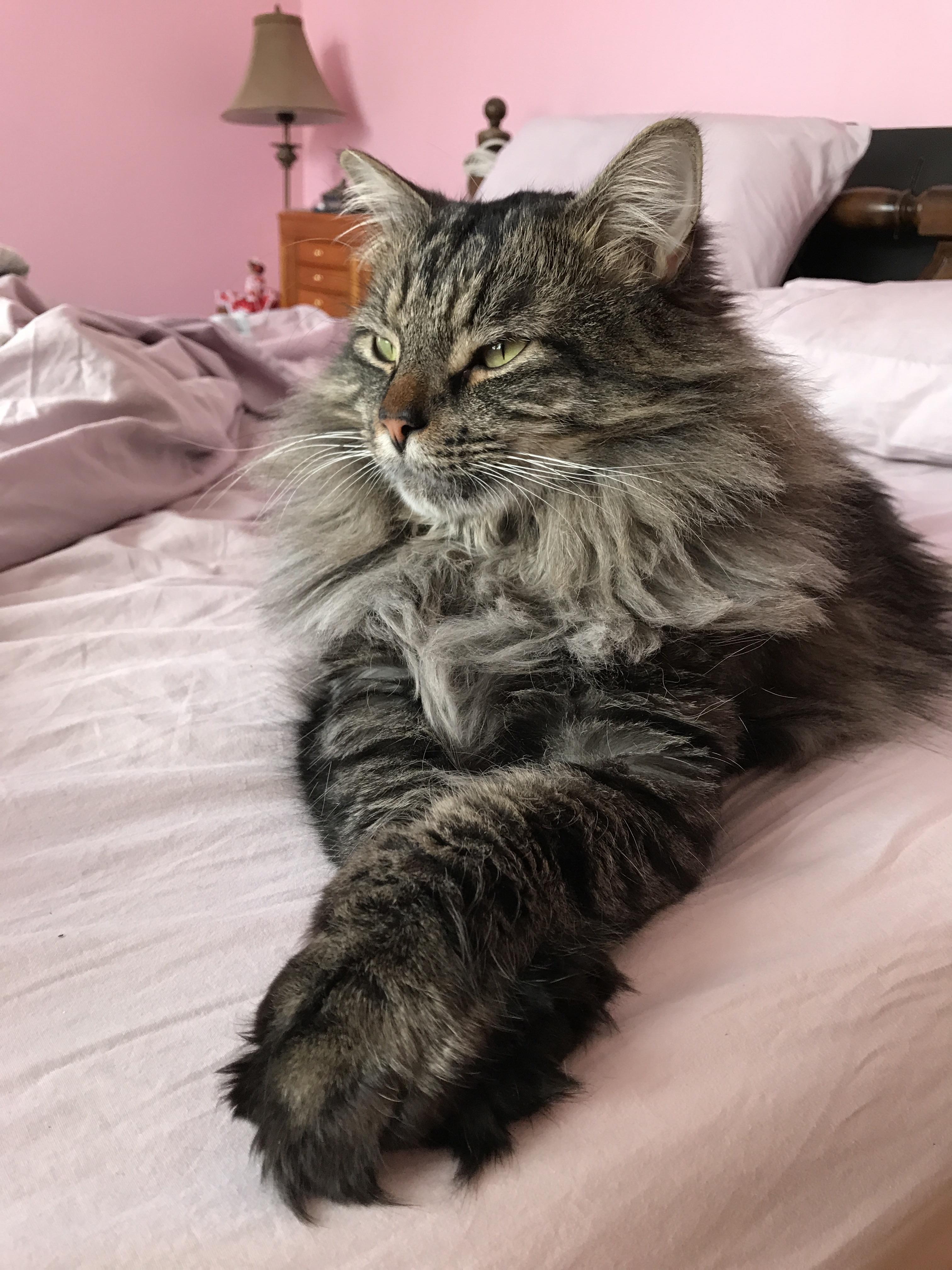 Maine Coon Cat Polydactyl Best Cat Wallpaper