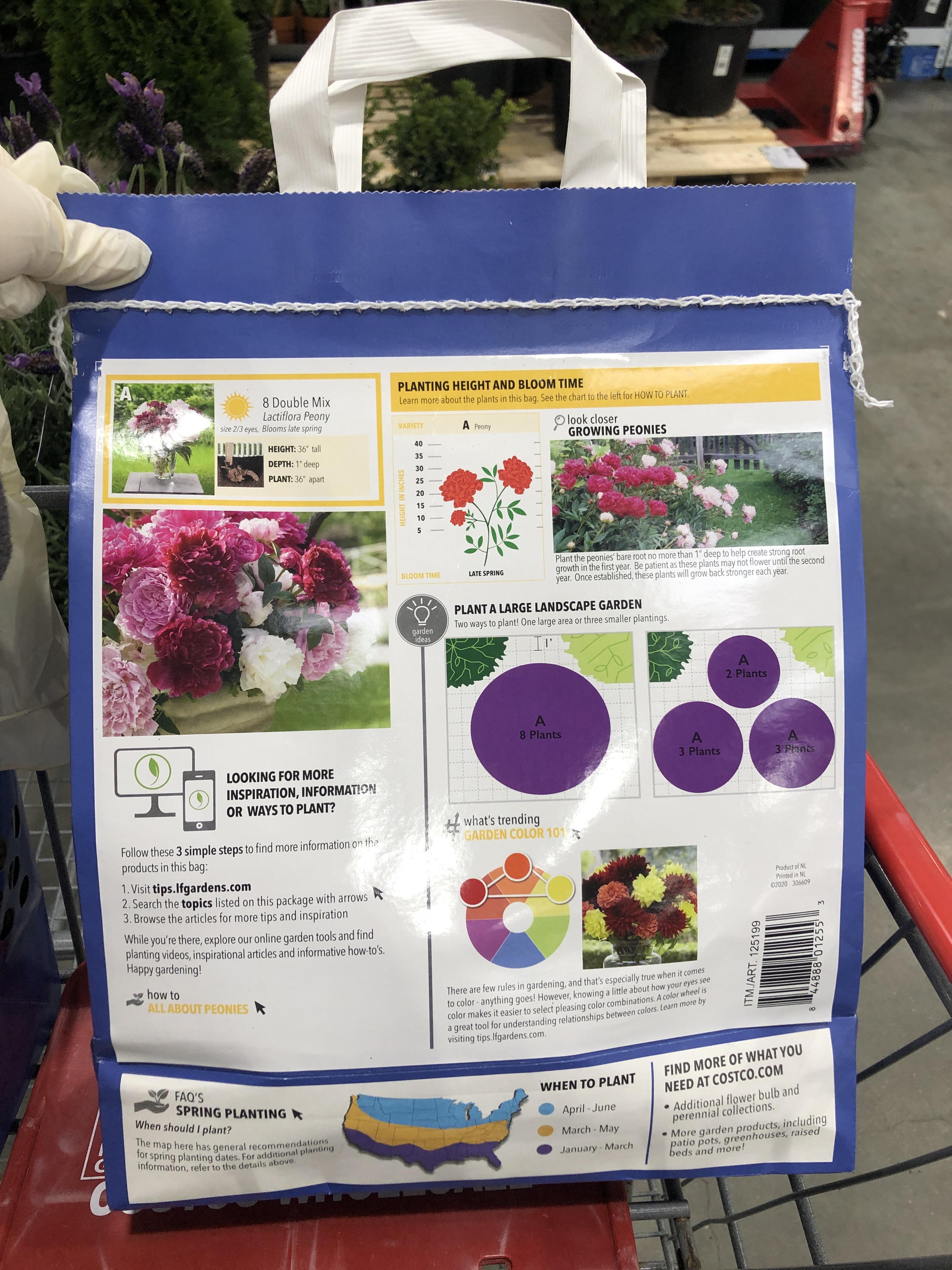 This lactiflora peony bag (8 bulbs) from Costco instructs to plant in the spring (shown bottom