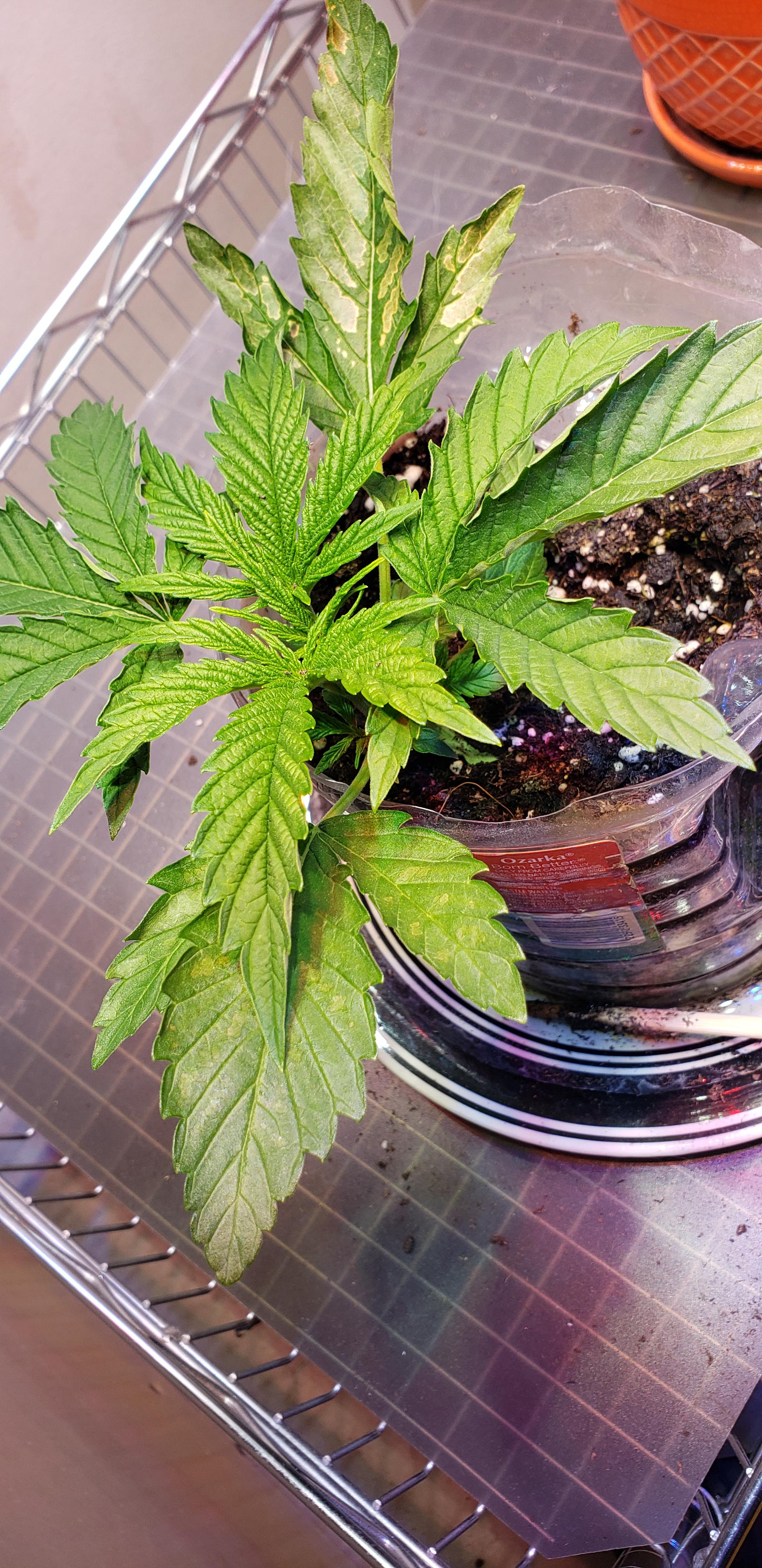 Does this look like manganese deficiency? r/microgrowery