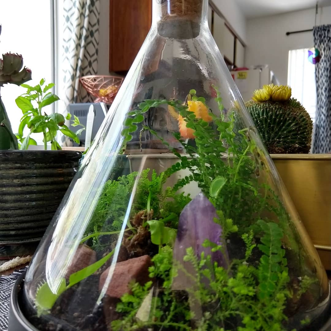 My lovely ikea terrarium. Venus fly trap with a fern and some moss