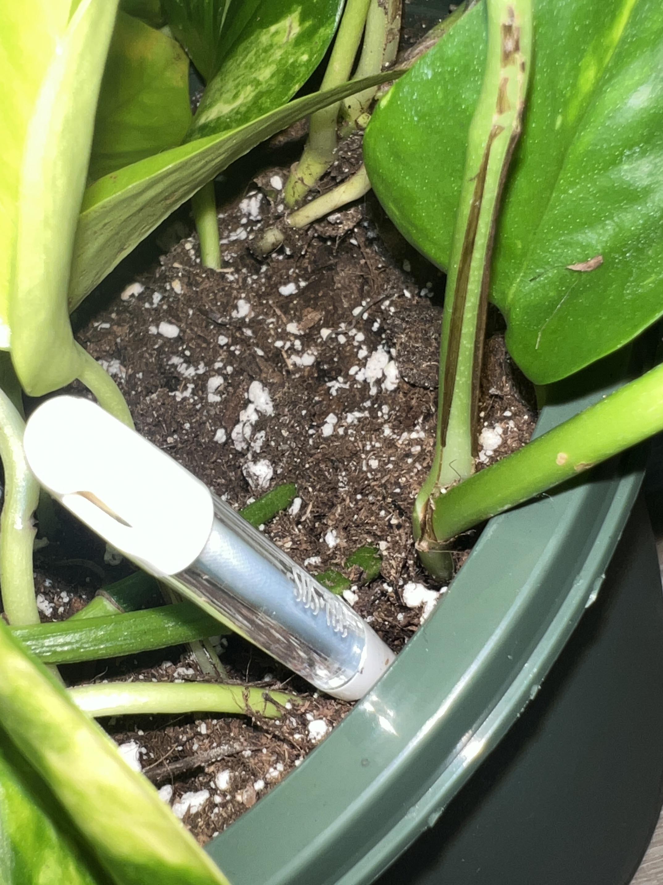 Is my potting soil acceptable? Question in comments. r/pothos