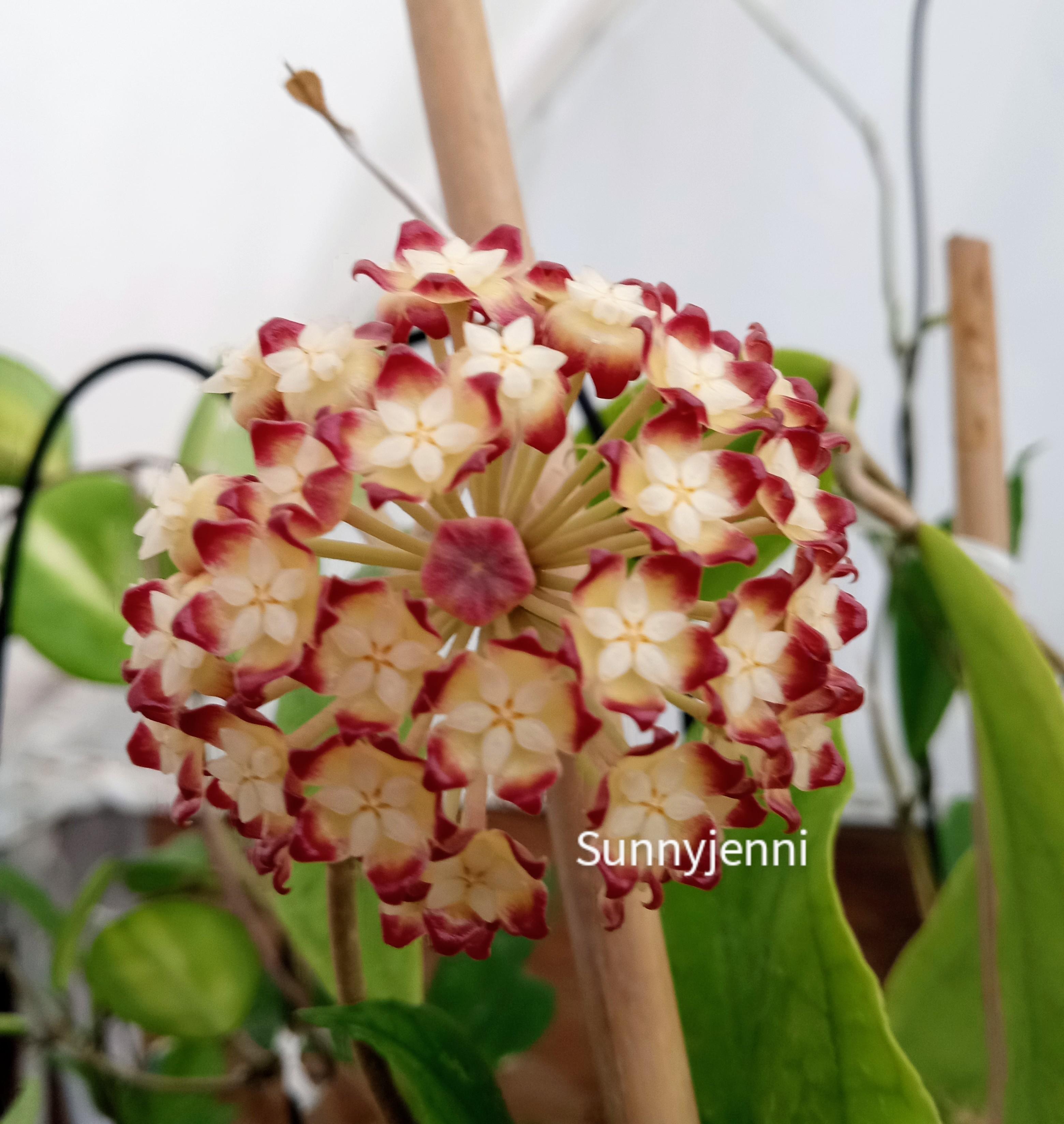 Hoya ranauensis flowers smell like lemongrass+floral and stays strong
