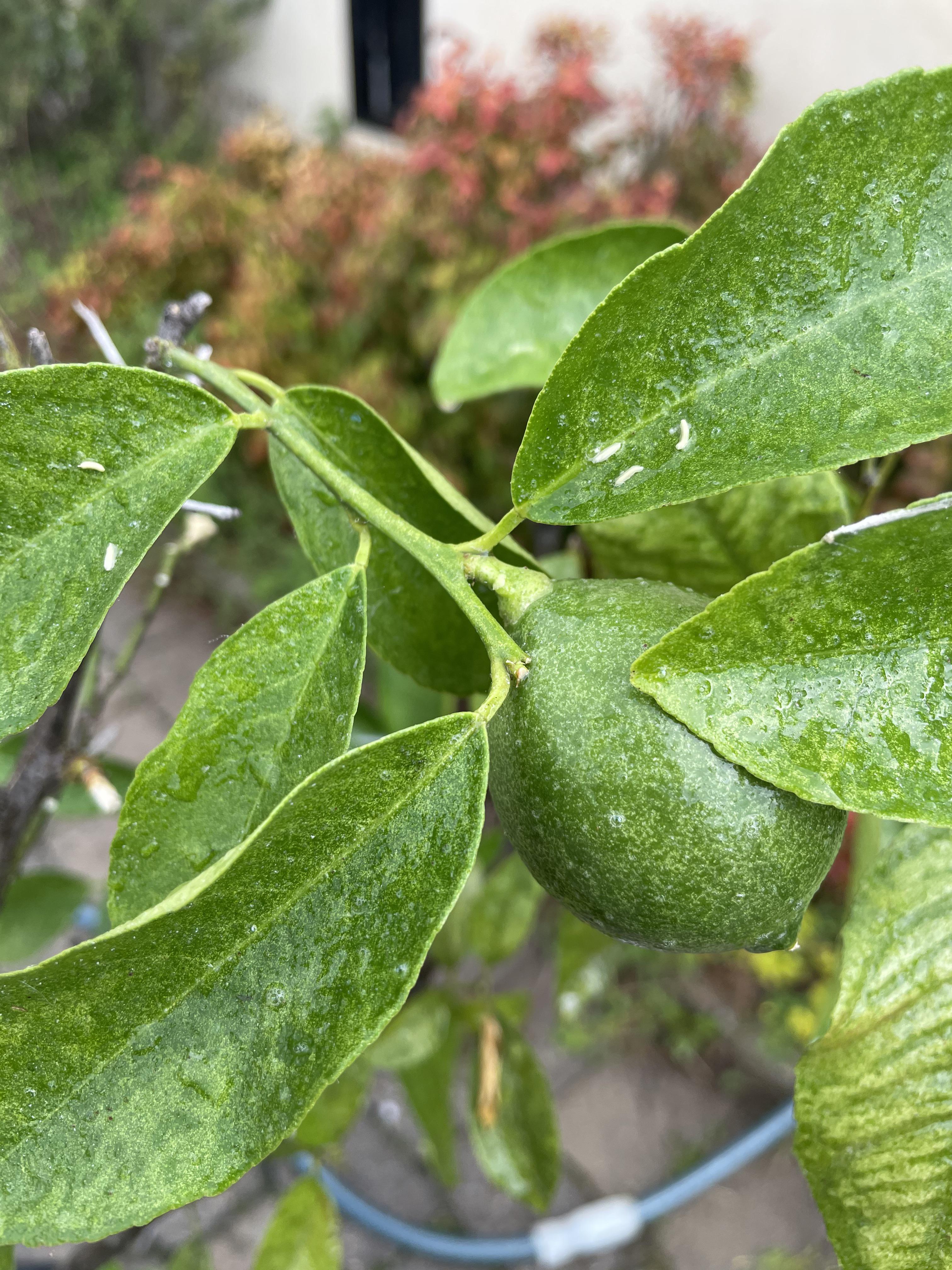 Anyone know what kind of bug/infestation this is on my lemon tree