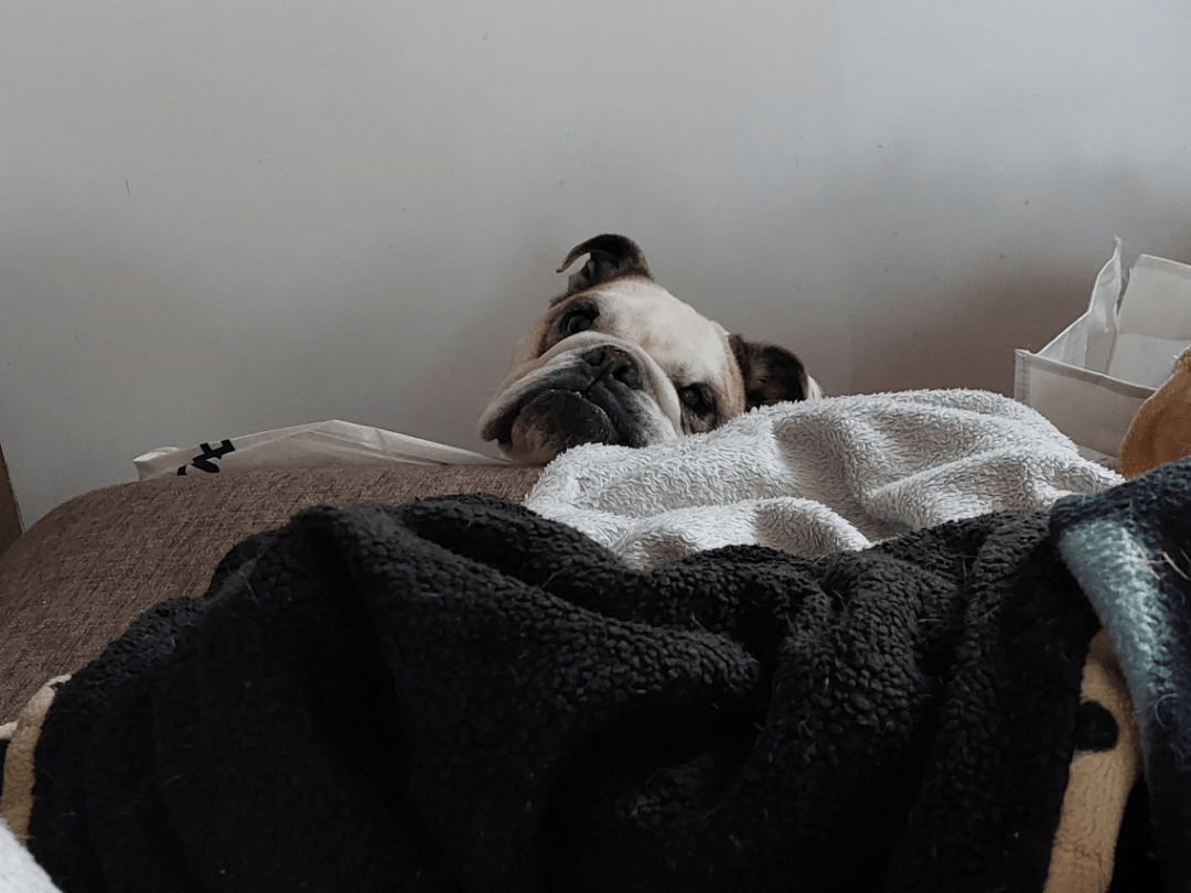 Dog that I'm looking after fell off the couch r/AnimalsBeingDerps