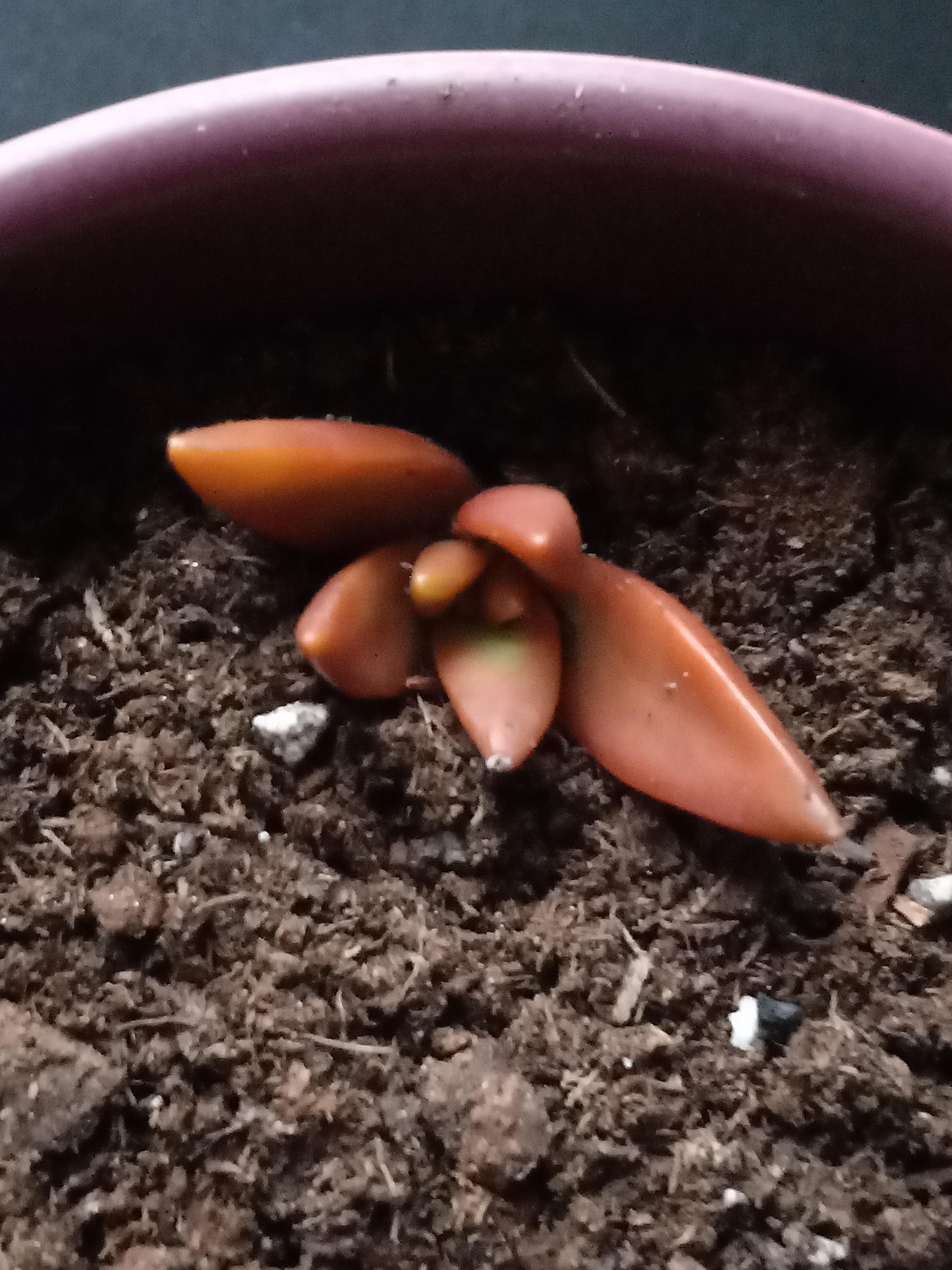 One of my succulent heads broke off and i was wondering if I can