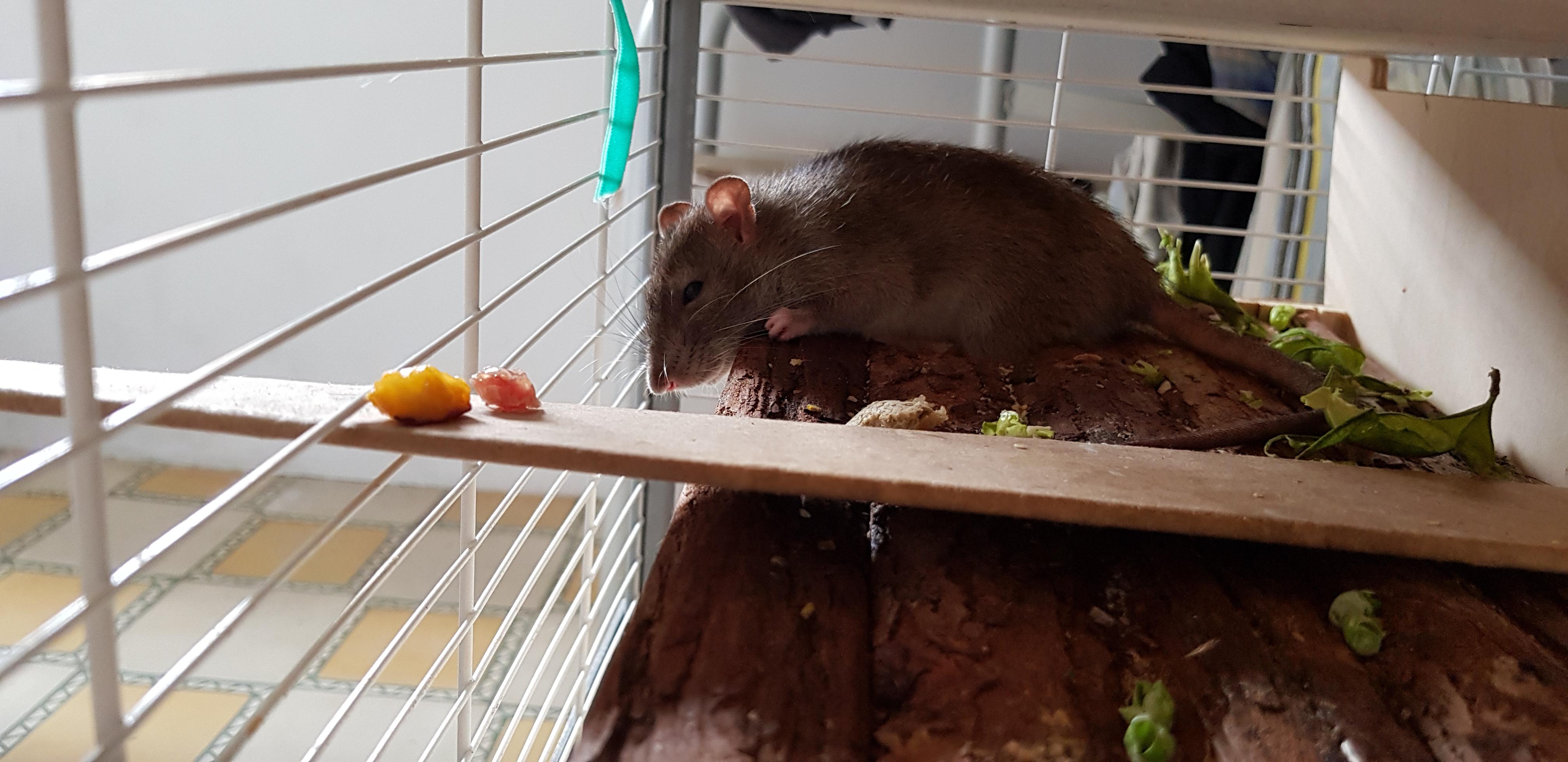 Why do rats like sleeping with their head hanging down? (She readjusted