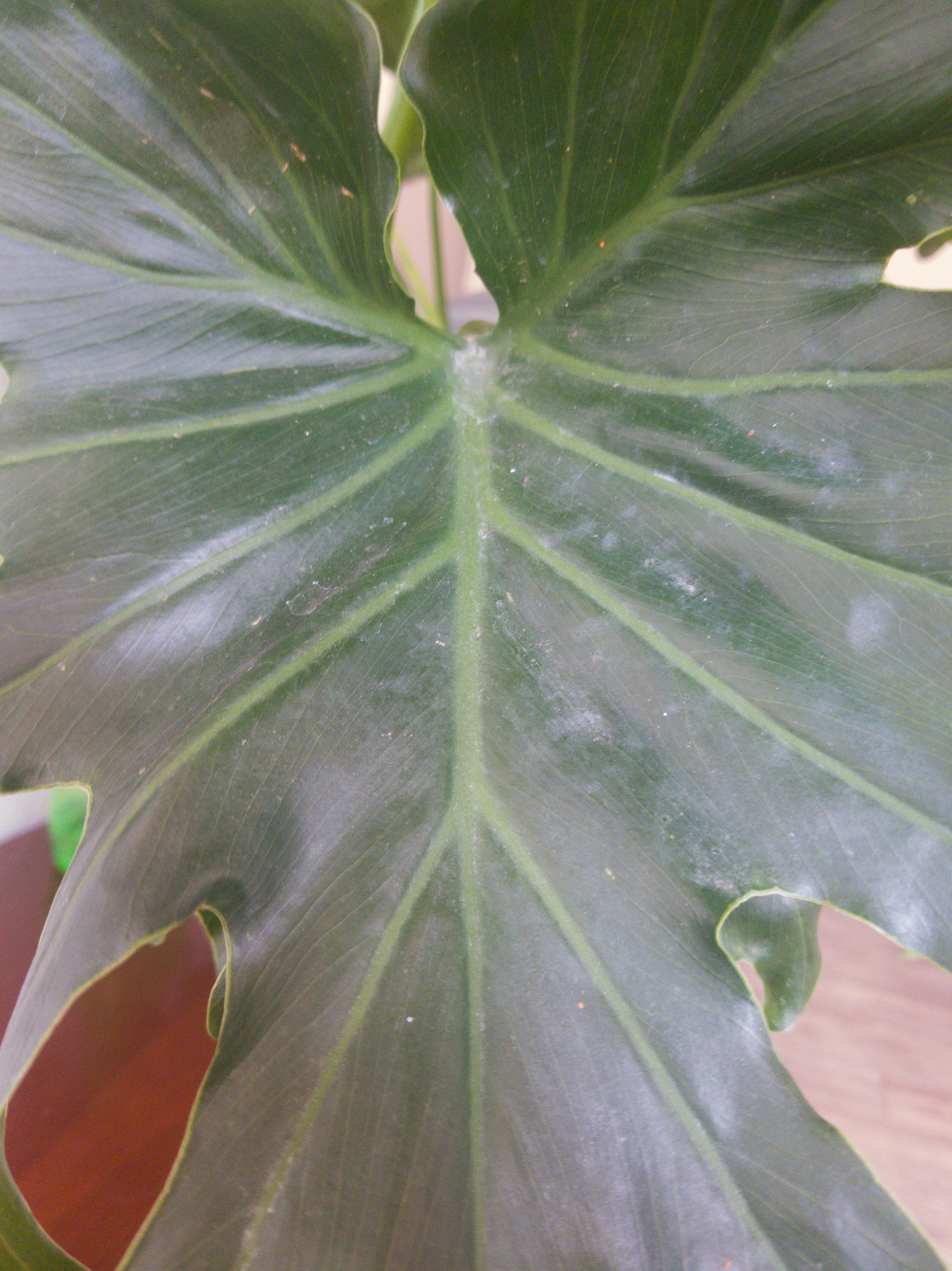 Philodendron