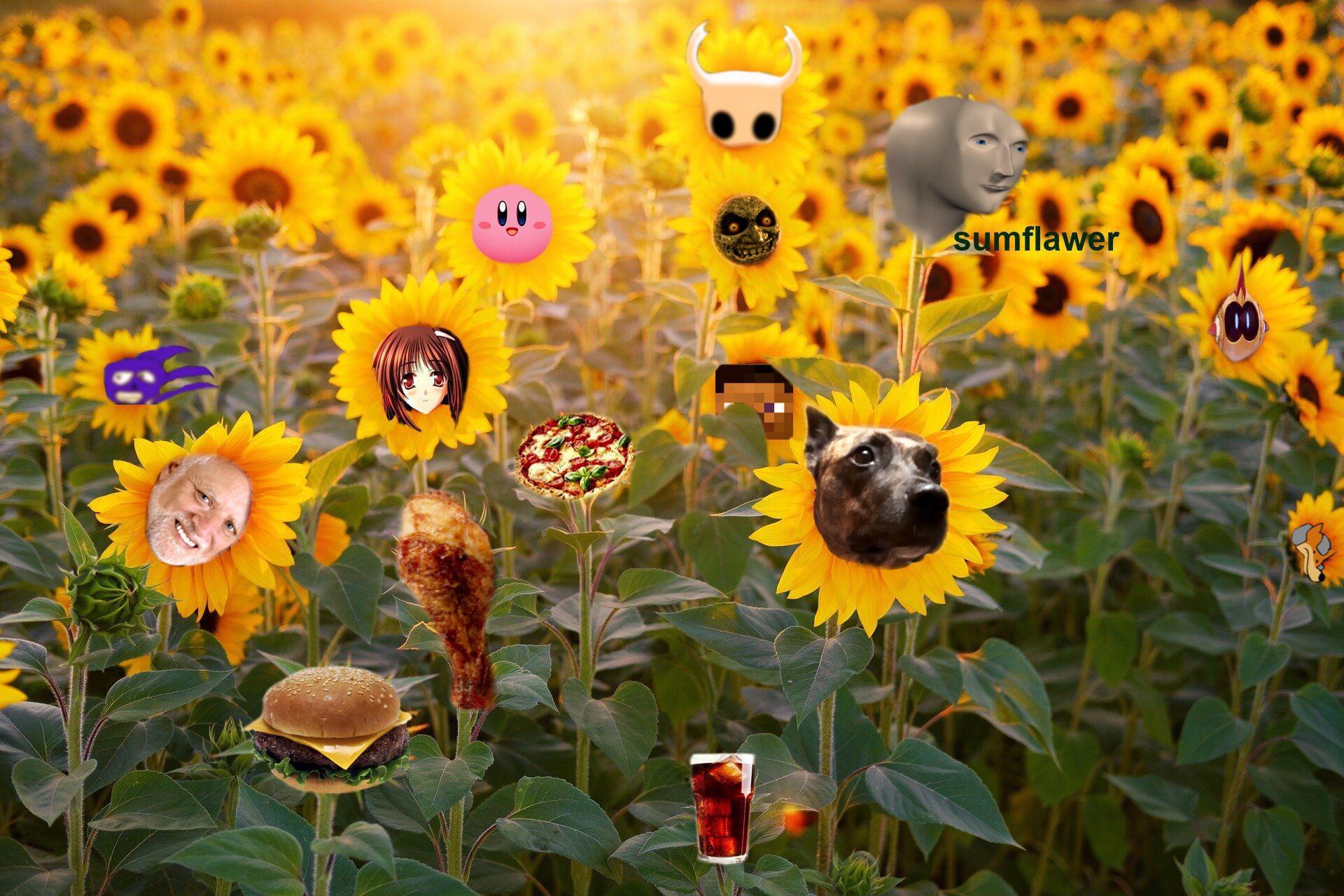Sunflower field r/memes