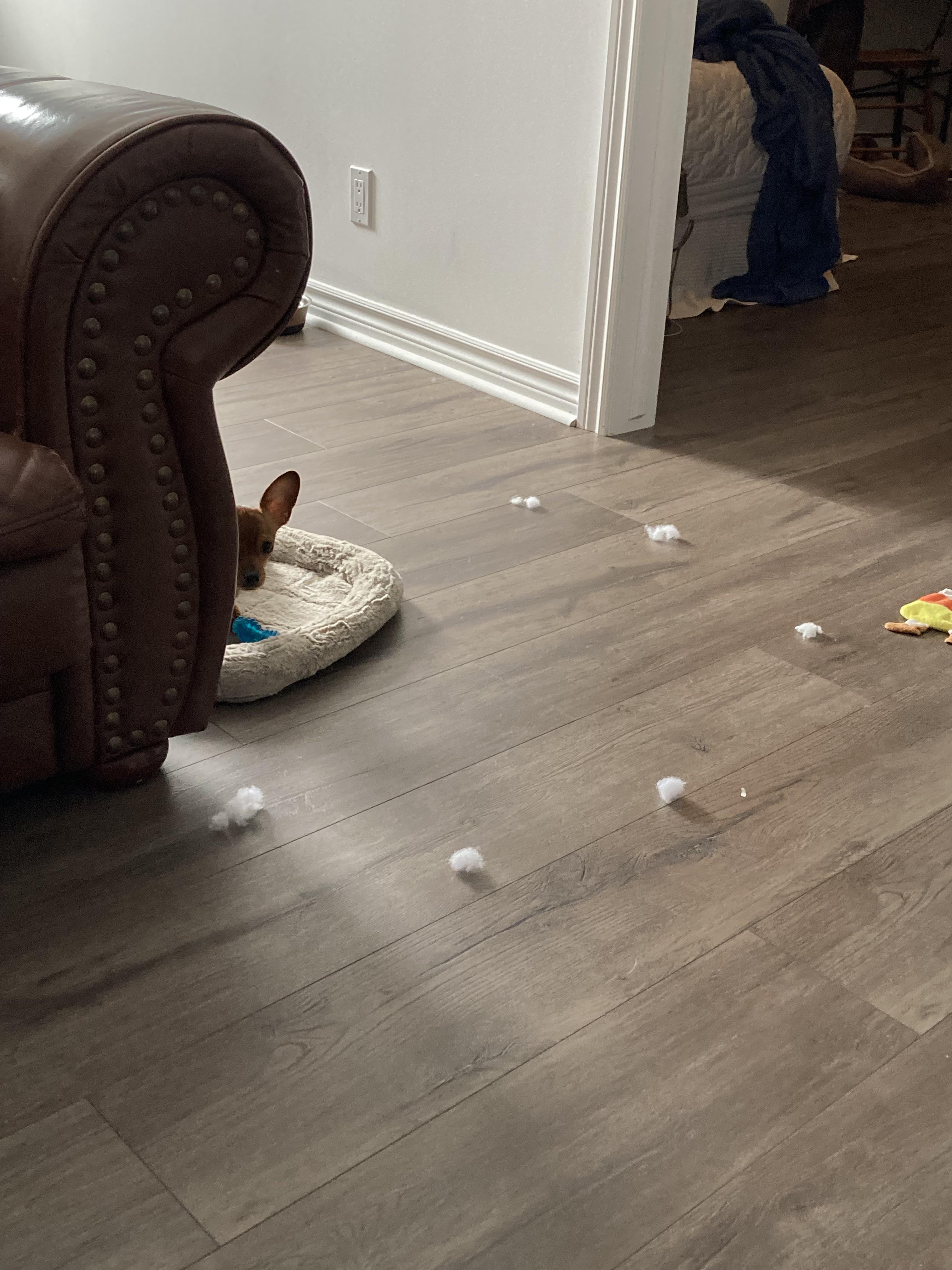 Hey Reddit, how do I know if my dog is getting involved in witchcraft