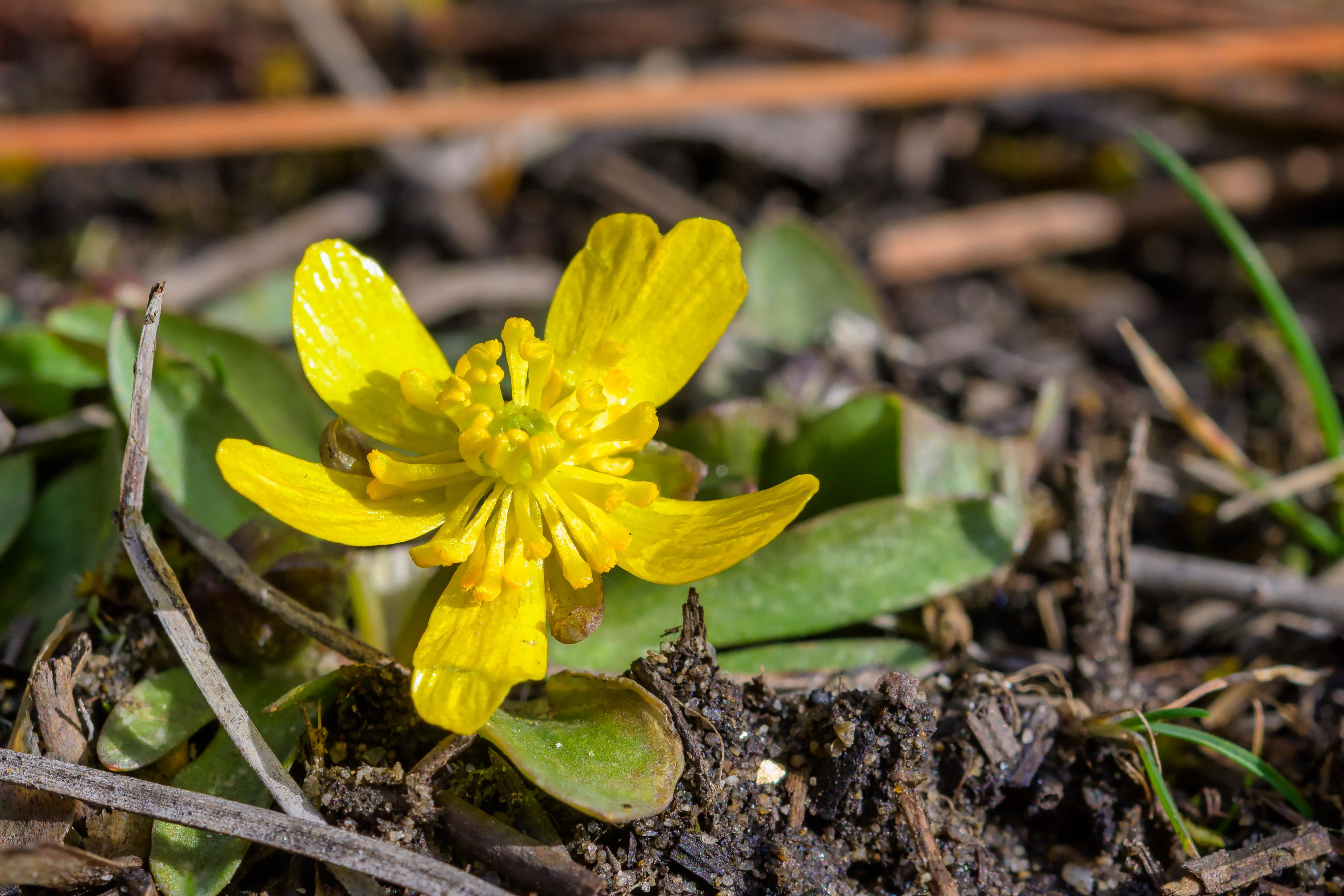 First Montana Wildflower of 2021...a sagebrush buttercup (Ranunculus glaberrimus) r/Wildflowers