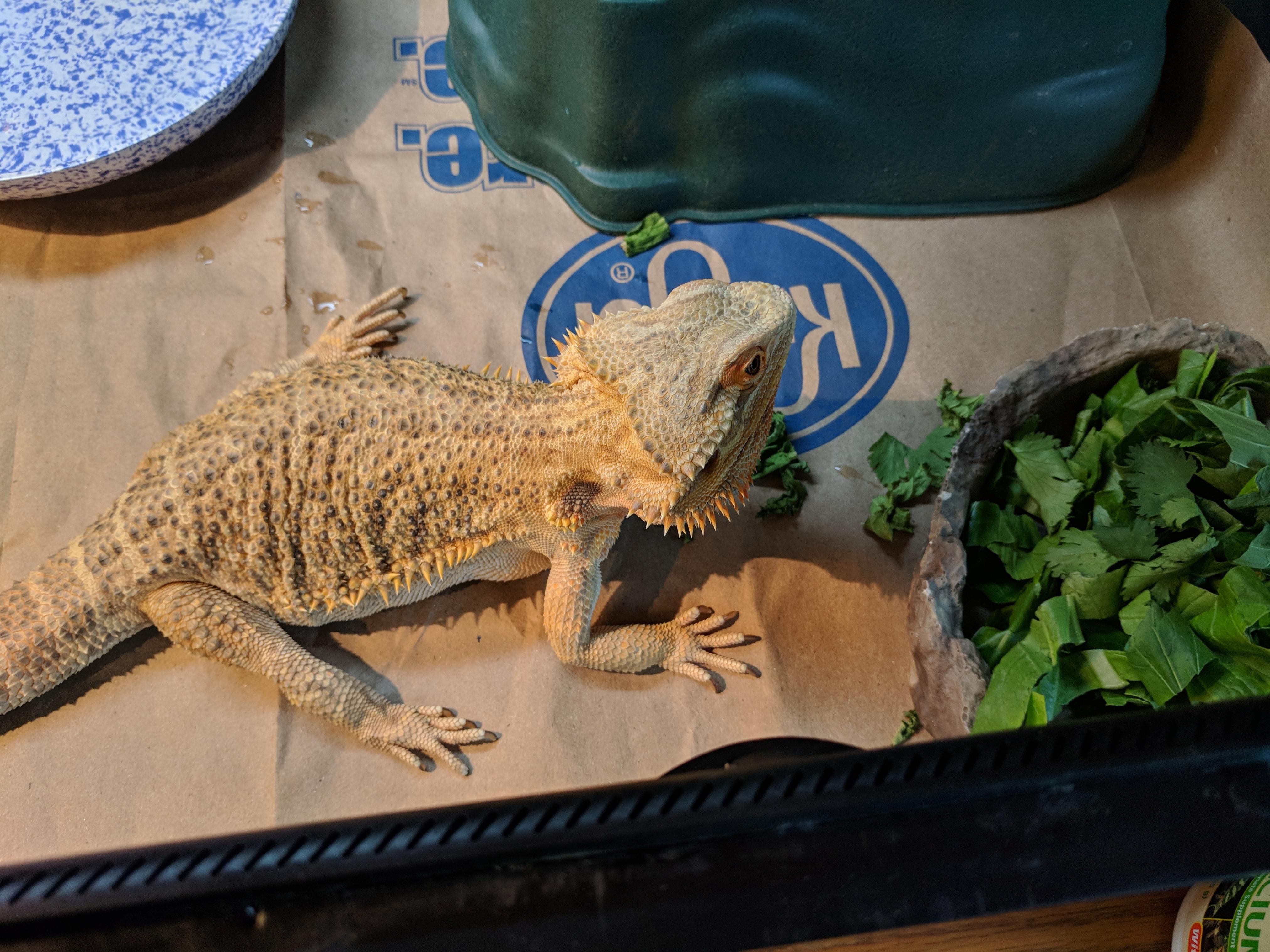 Layout done! Eat like a champion and return to normal life