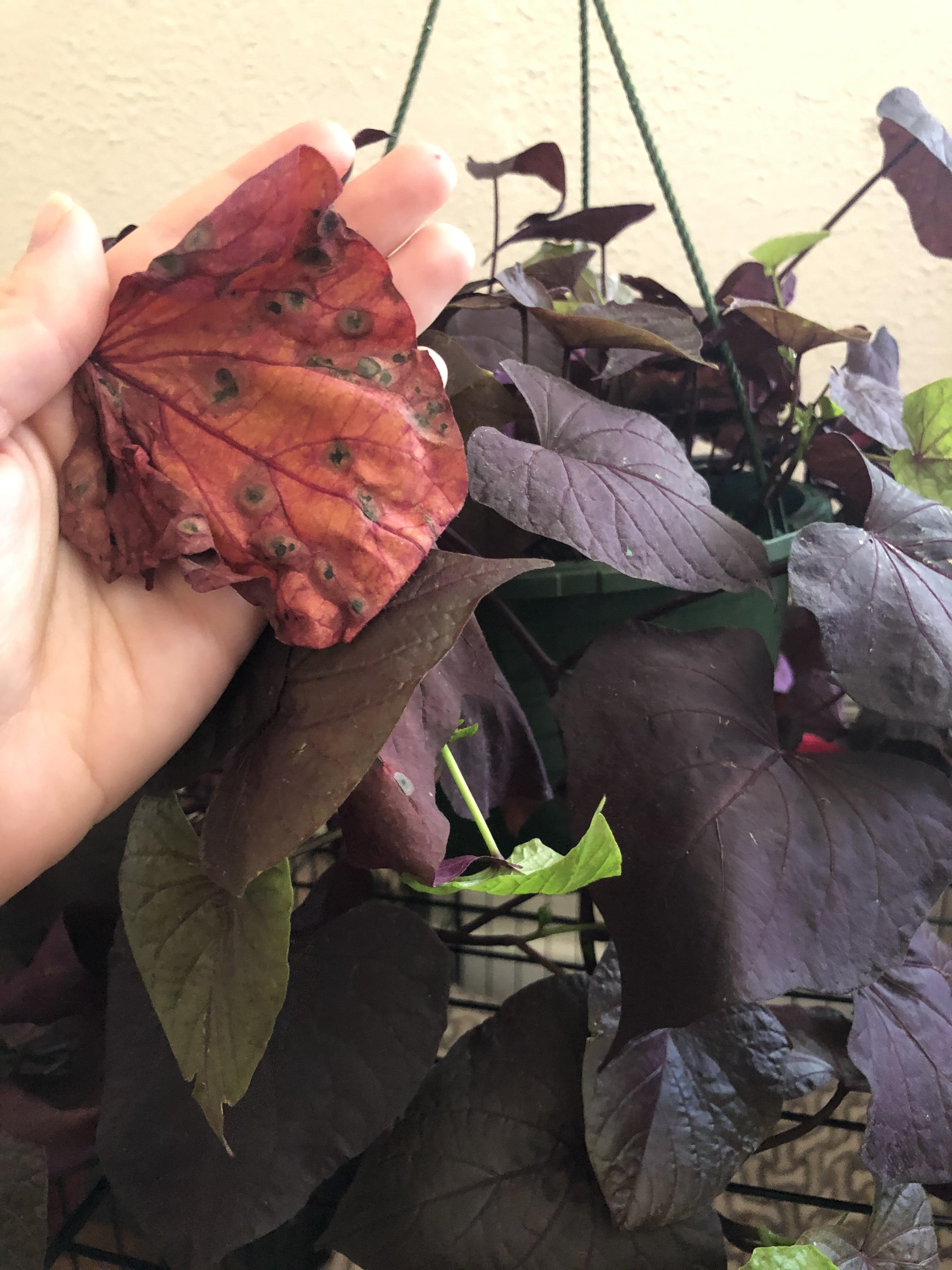 New ornamental sweet potato vine leaves are limp with dark spots! Some