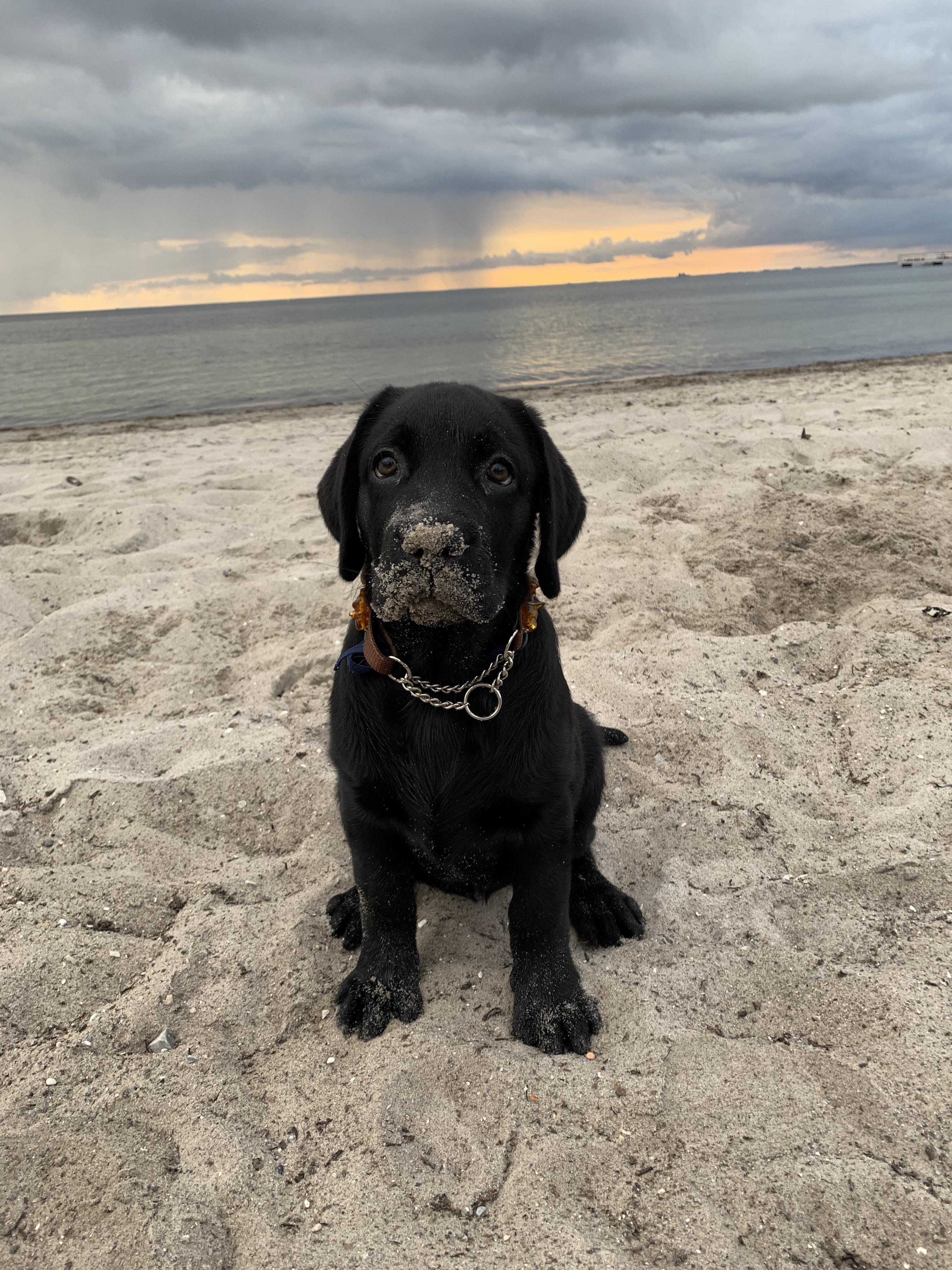 Update on our pup Jackie. Apparently she loves the beach! r/labrador