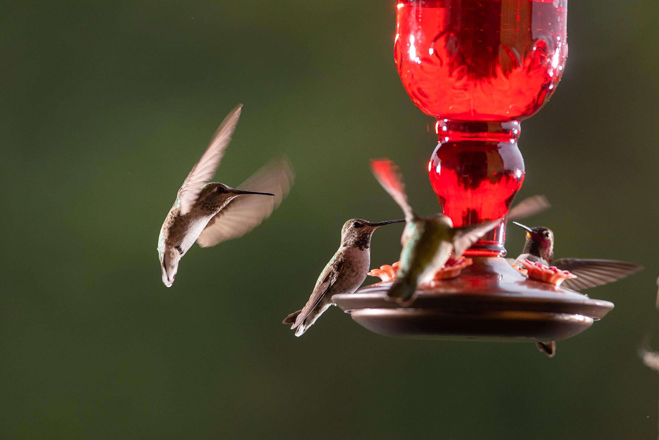 A bouquet of hummingbirds take their turn at a feeder. r/pics