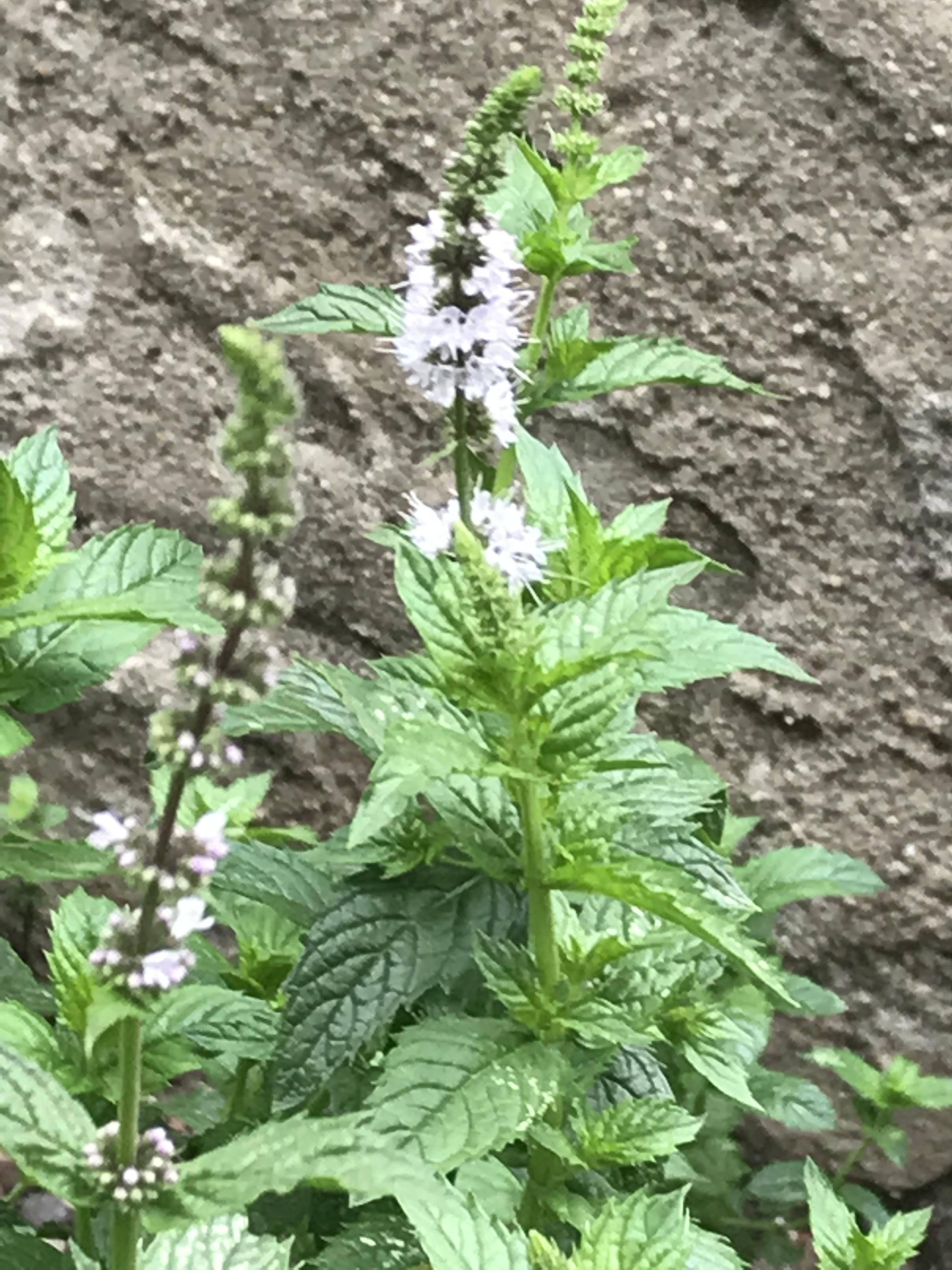 Wild mint? Any thoughts on using the plant or flowers for mead? r/mead
