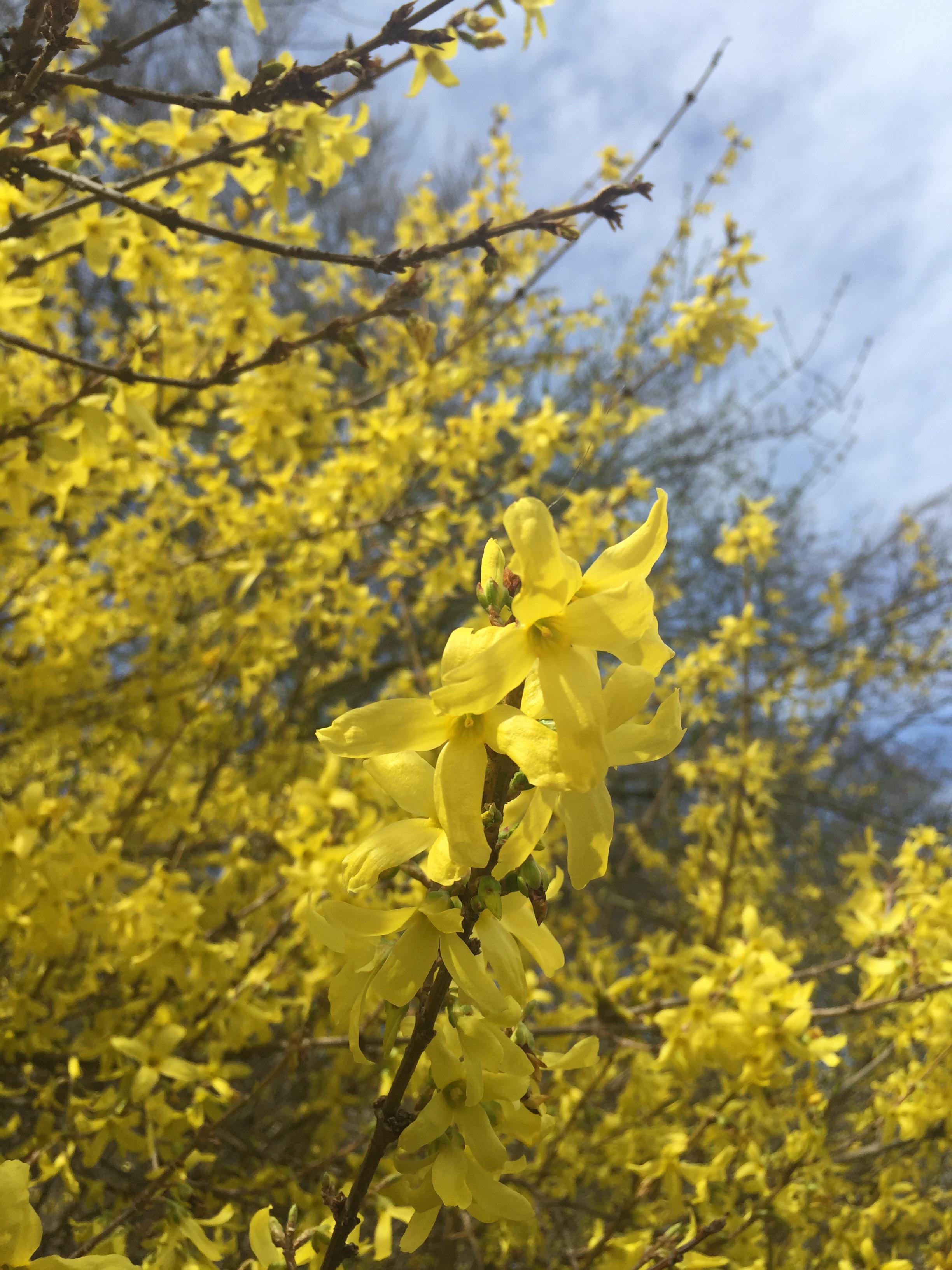 Spring blooms in Munich, Germany r/photos