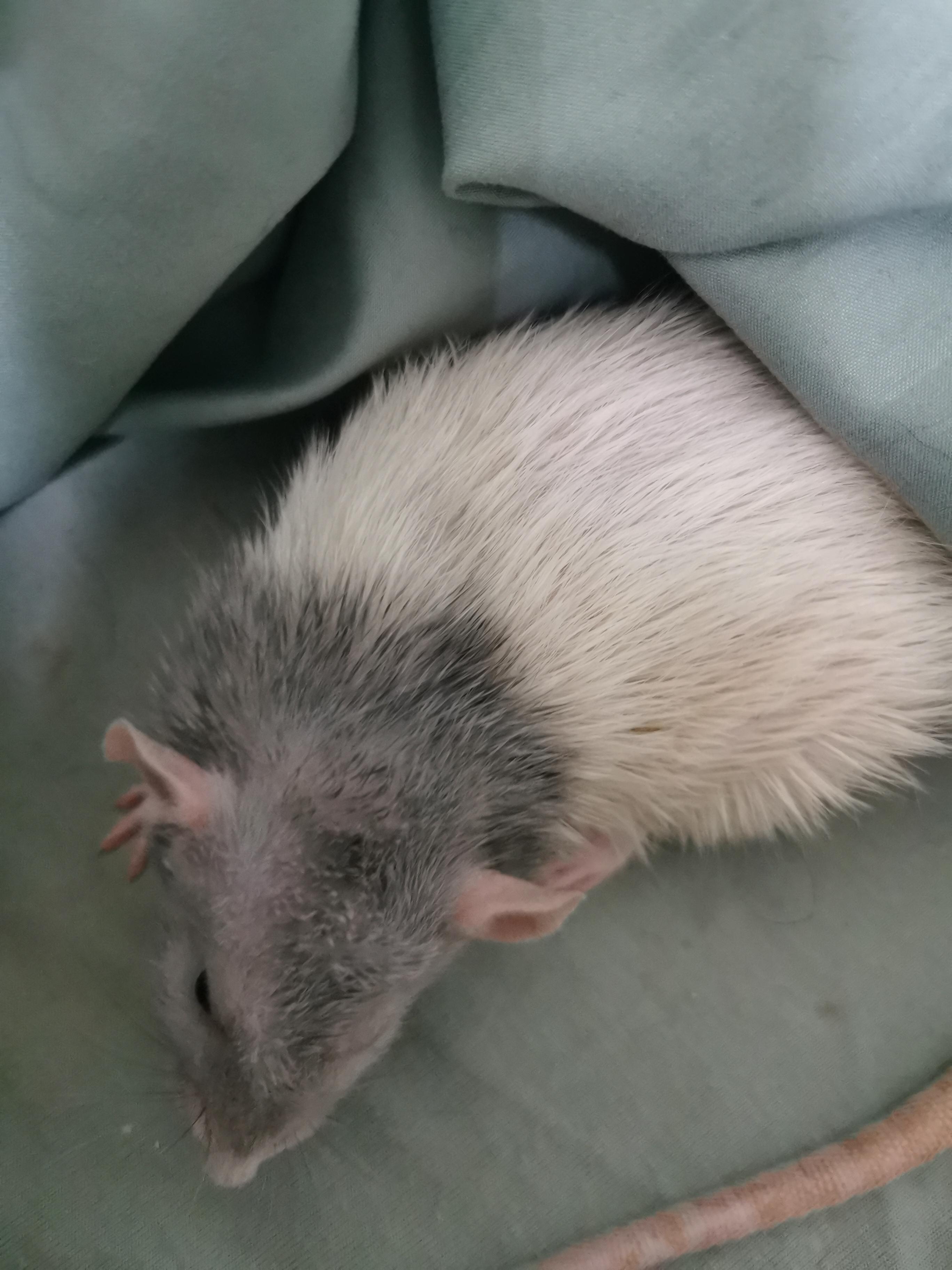 Can't get oil out of rat fur!! We have a vet appointment in two hours