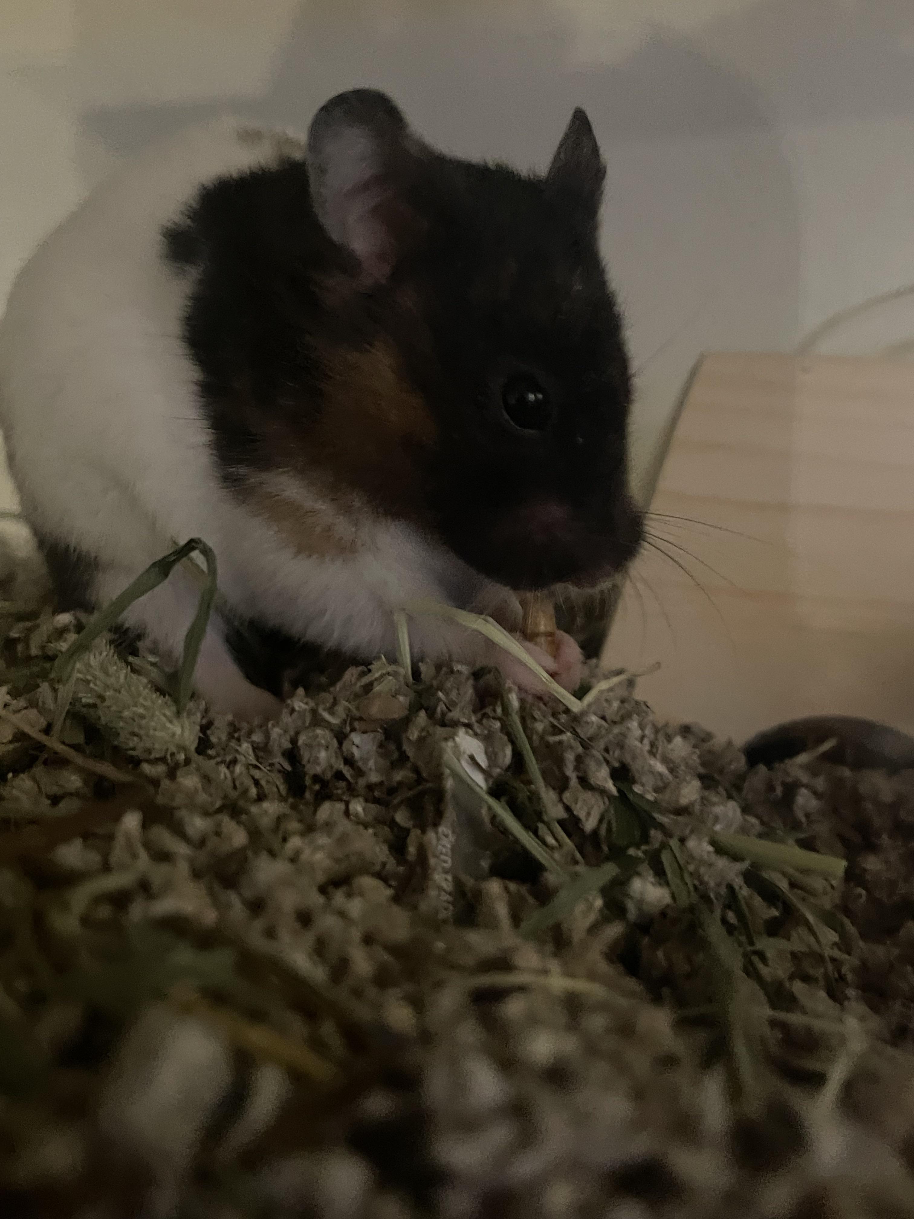 Mealworms r/hamsters