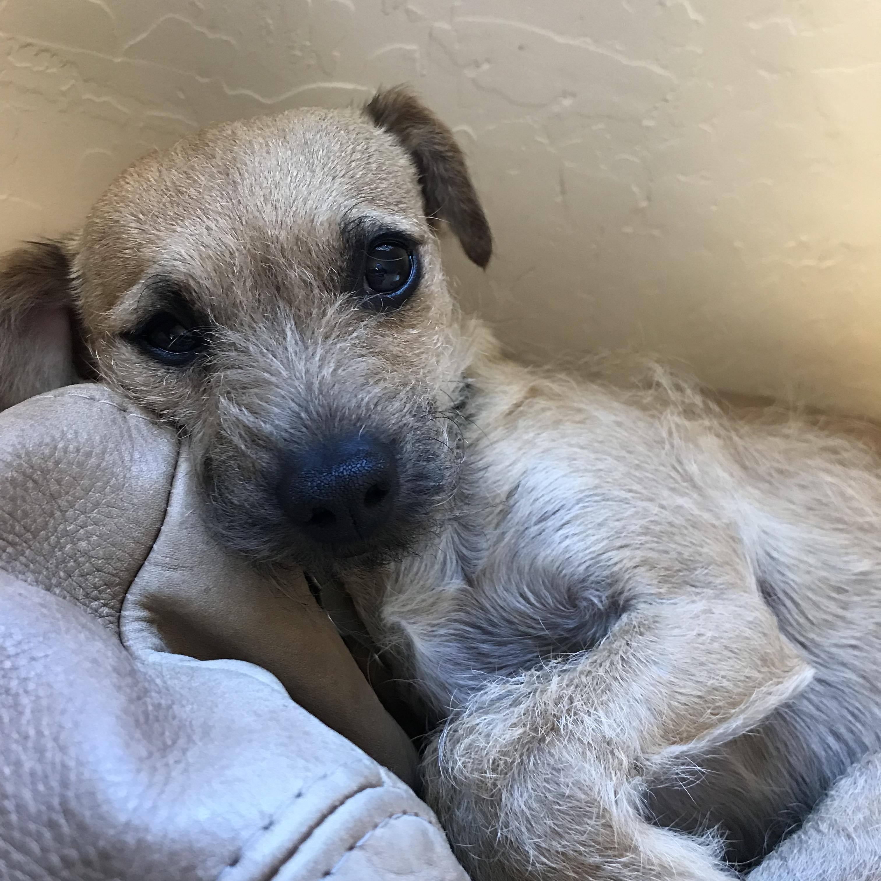 Border Terrier Chihuahua Mix Puppy Cenfesse